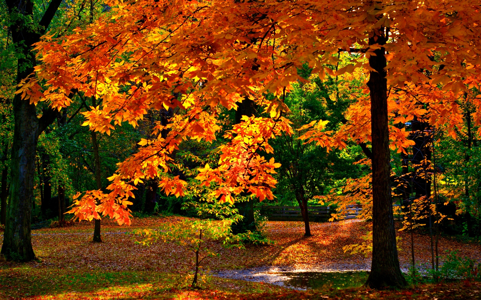 Handy-Wallpaper Herbst, Park, Baum, Erde, Sonnig, Fotografie kostenlos herunterladen.