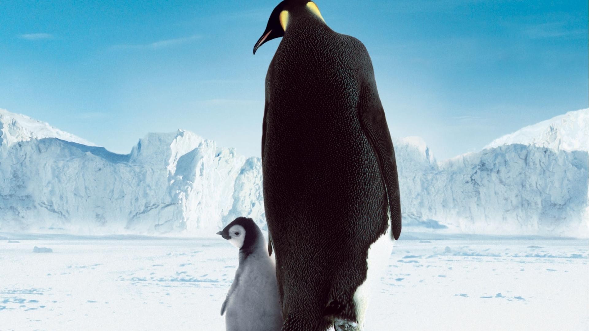 820135 скачать обои кино, марш пингвинов, детеныш животного, пингвин - заставки и картинки бесплатно