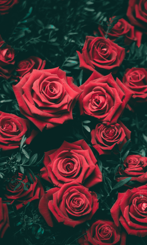 Handy-Wallpaper Natur, Blumen, Blume, Rose, Rote Rose, Rote Blume, Erde/natur kostenlos herunterladen.