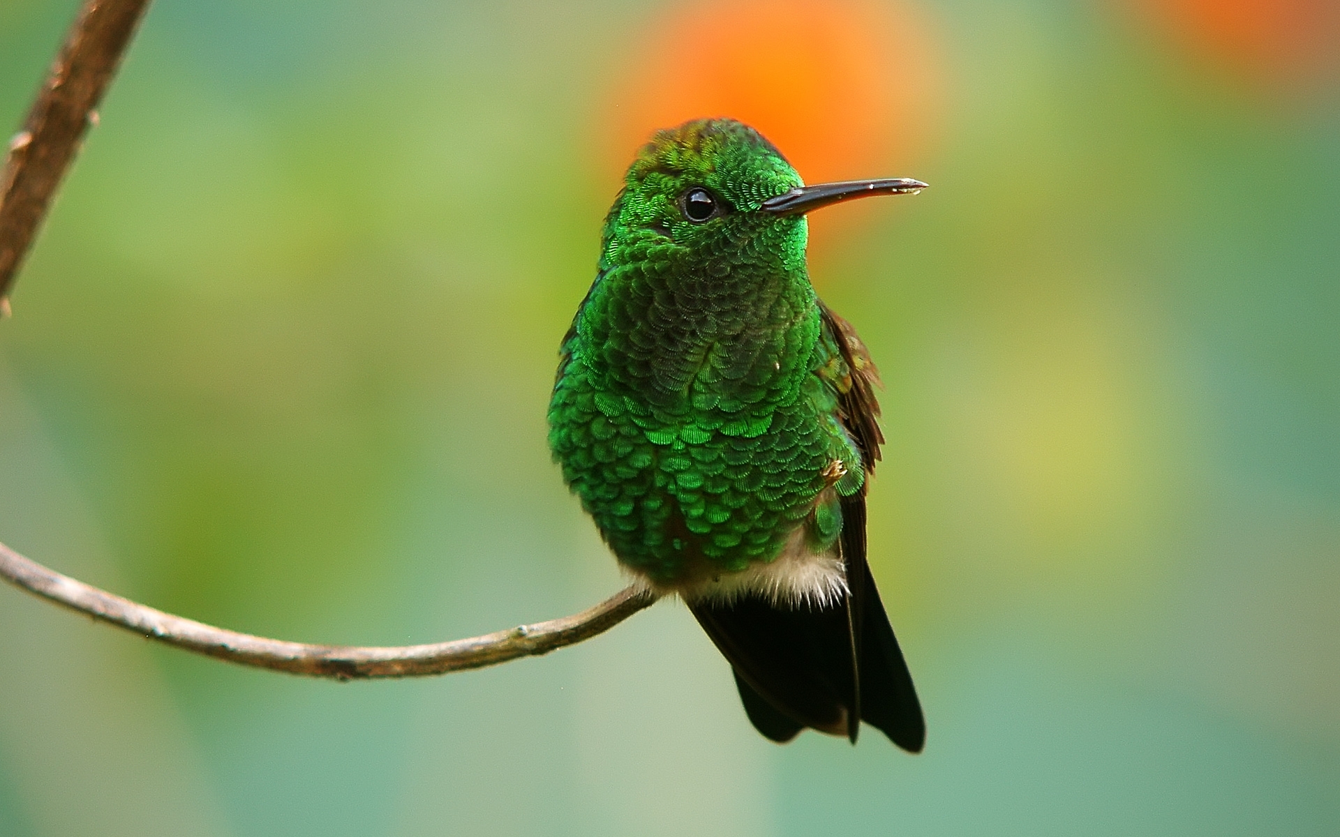 276267 descargar fondo de pantalla colibrí, animales, ave, aves: protectores de pantalla e imágenes gratis