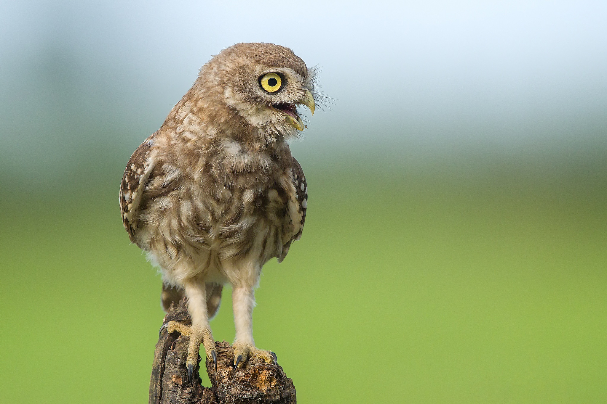 Descarga gratuita de fondo de pantalla para móvil de Animales, Búho, Aves, Ave.