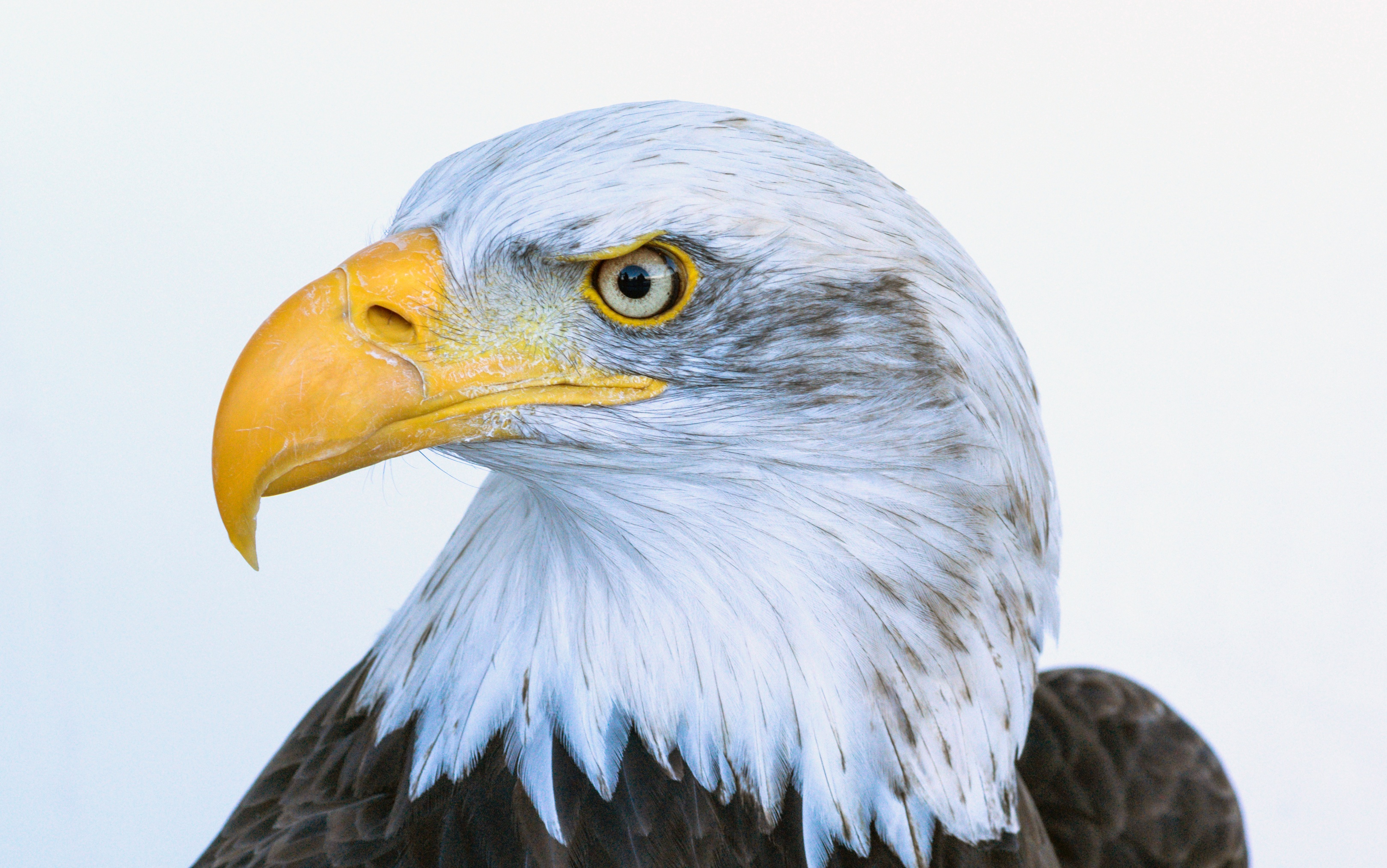 Free download wallpaper Birds, Bird, Beak, Animal, Eagle, Bird Of Prey on your PC desktop