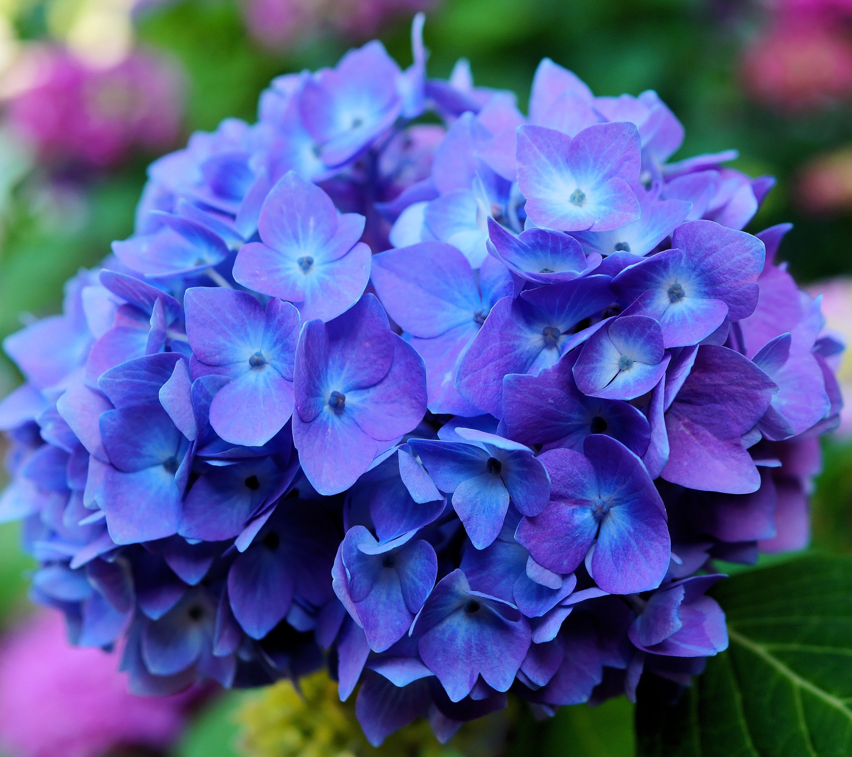 Descarga gratis la imagen Flores, Flor, De Cerca, Tierra, Hortensia, Tierra/naturaleza, Flor Azul en el escritorio de tu PC