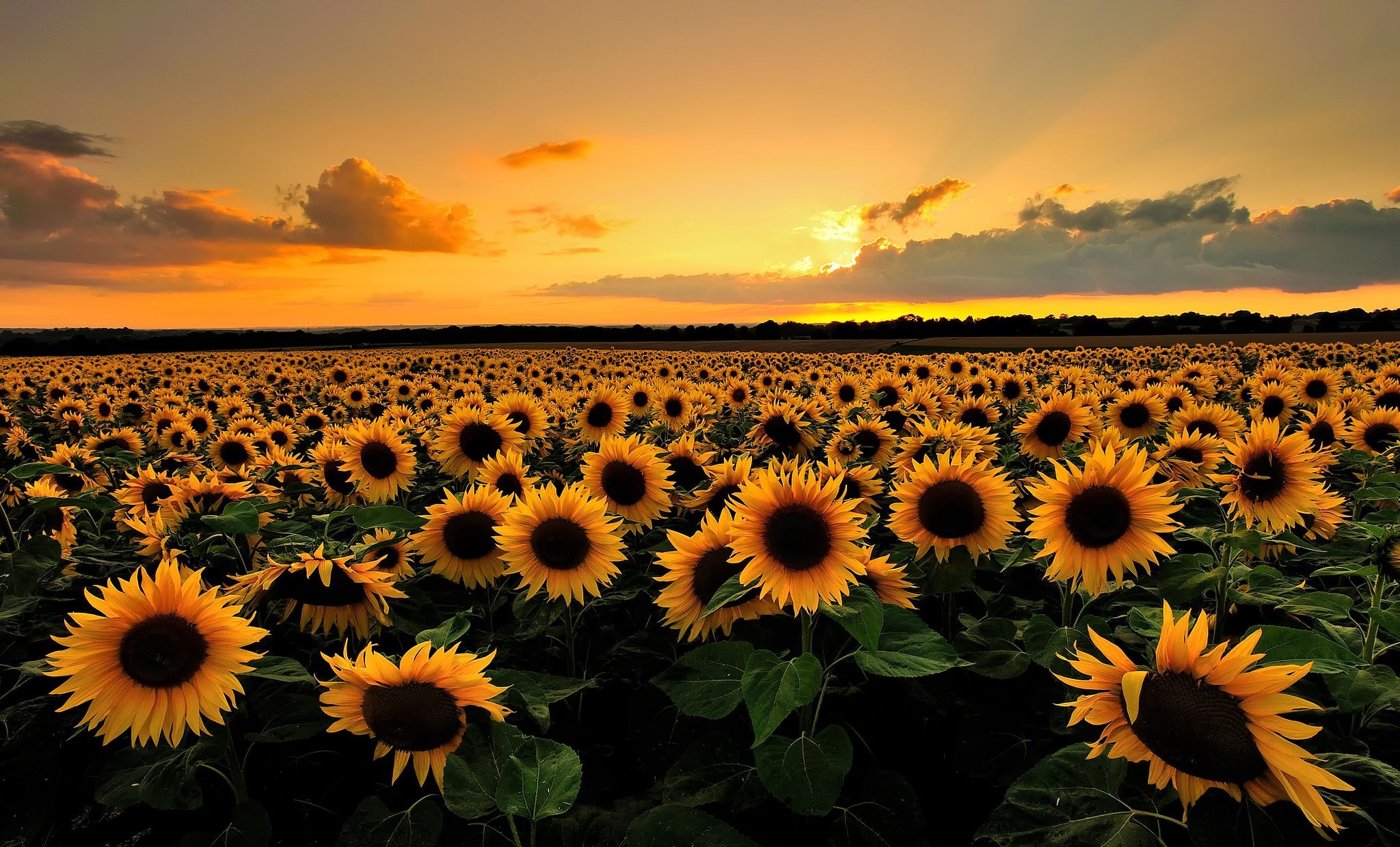 Free download wallpaper Flowers, Summer, Flower, Sunrise, Earth, Field, Sunflower, Yellow Flower on your PC desktop