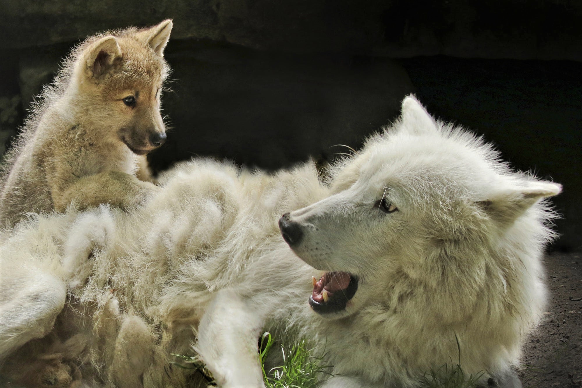 Téléchargez des papiers peints mobile Animaux, Loup, Loup Blanc, Bébé Animal, Wolves gratuitement.