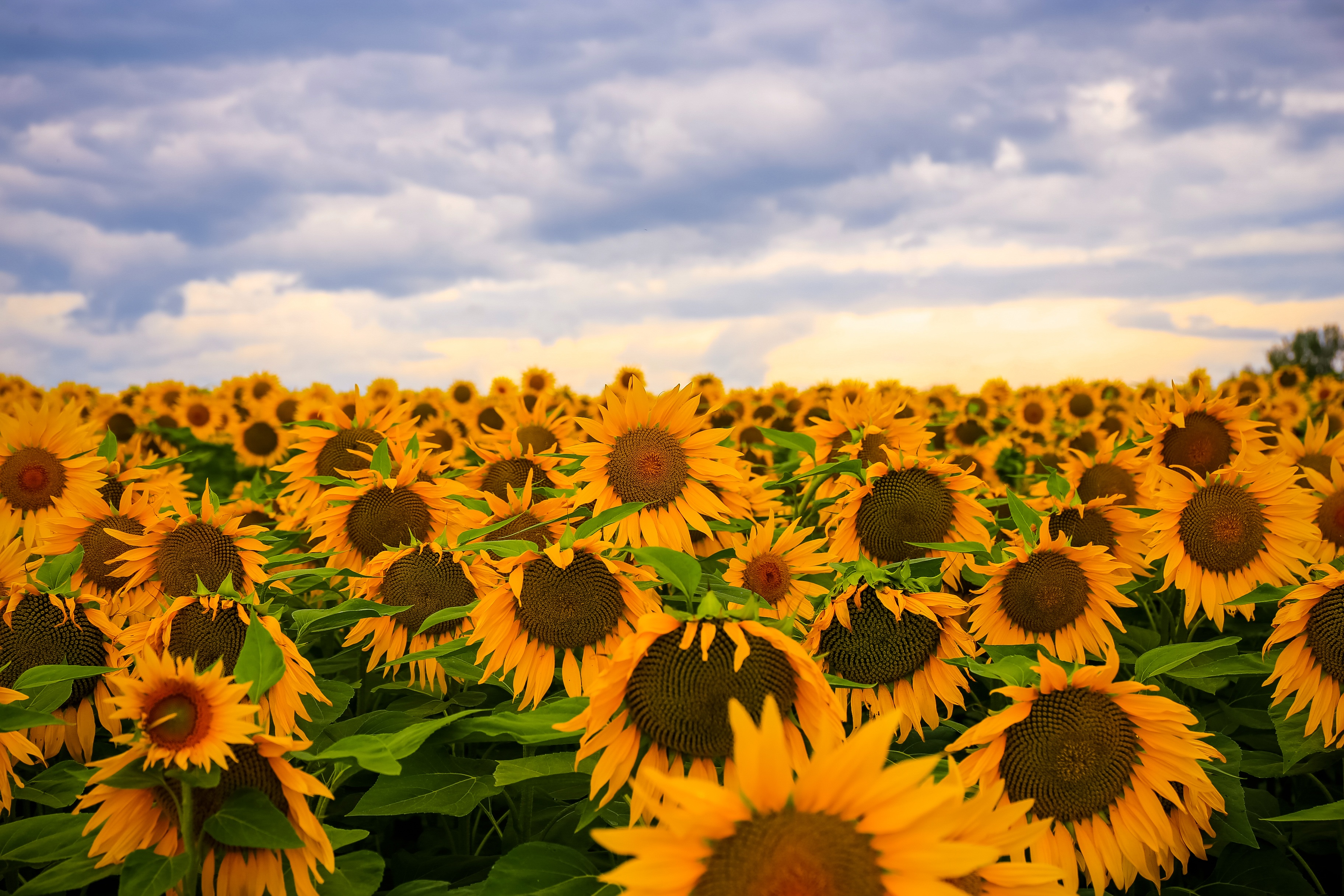 Download mobile wallpaper Flowers, Summer, Flower, Earth, Field, Sunflower, Yellow Flower for free.