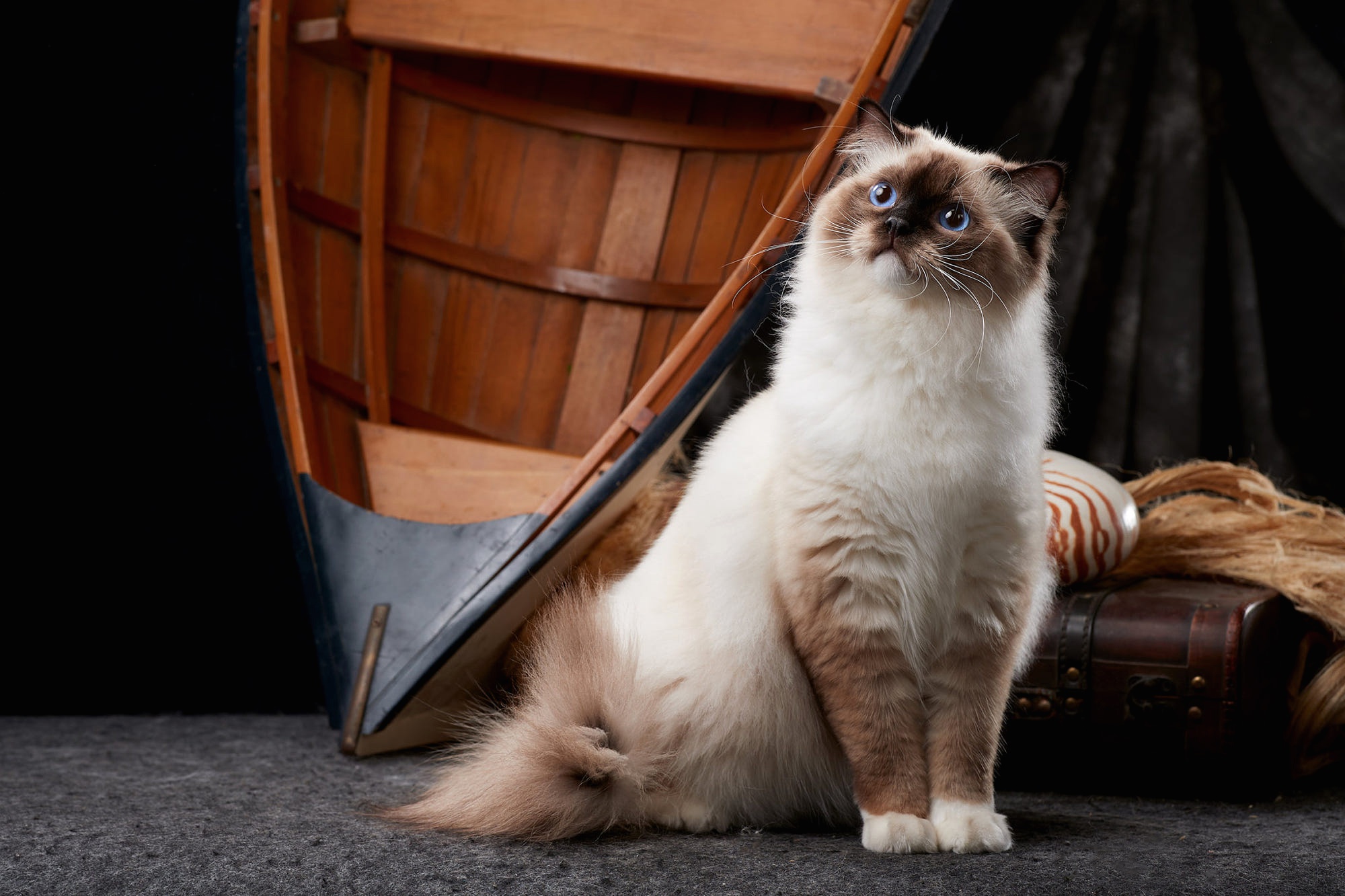 Laden Sie das Tiere, Katzen, Katze, Ragdoll-Bild kostenlos auf Ihren PC-Desktop herunter