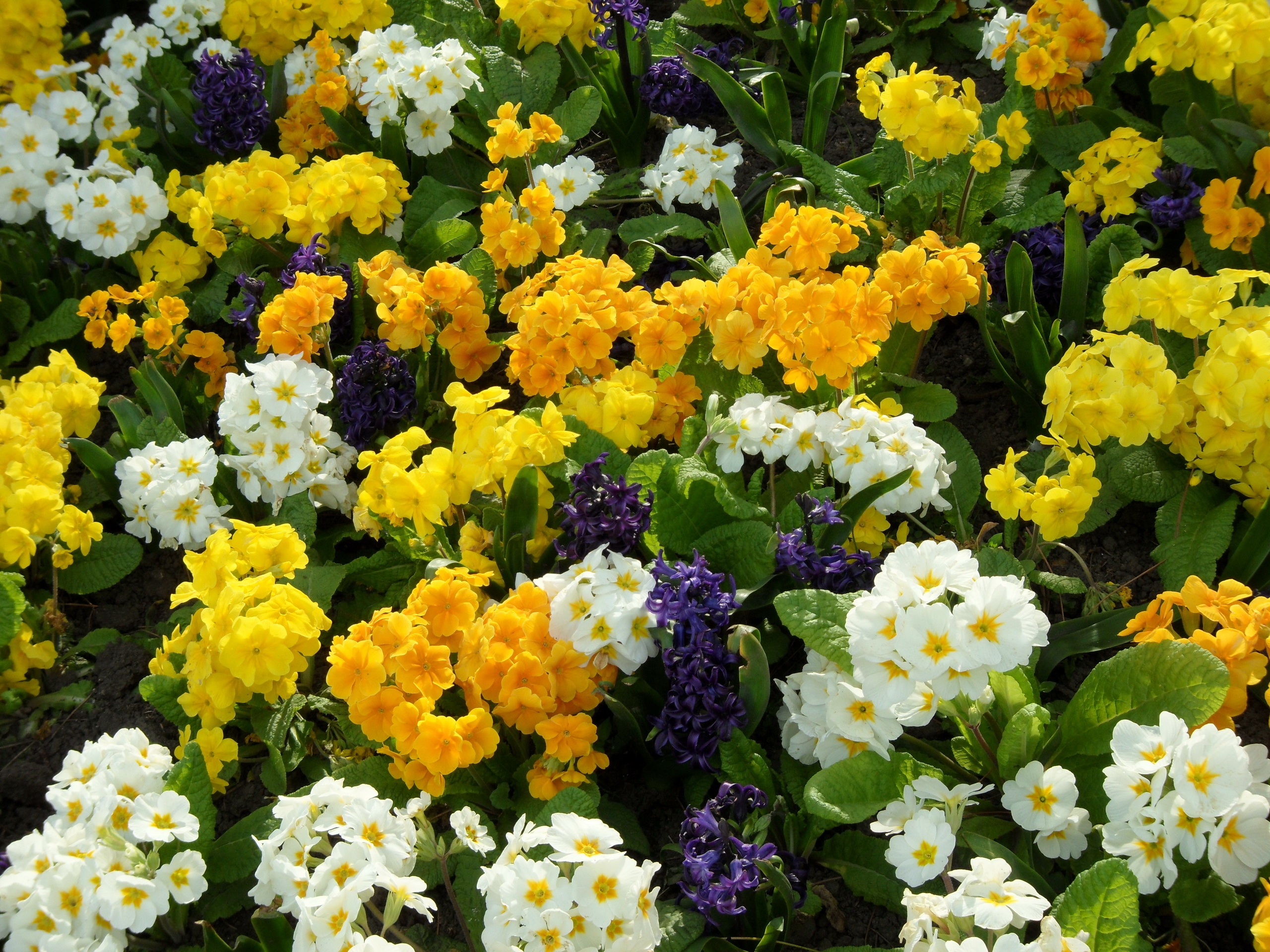 Laden Sie das Blumen, Hyacinth, Grüne, Grünen, Blumenbeet, Primel, Primrose-Bild kostenlos auf Ihren PC-Desktop herunter