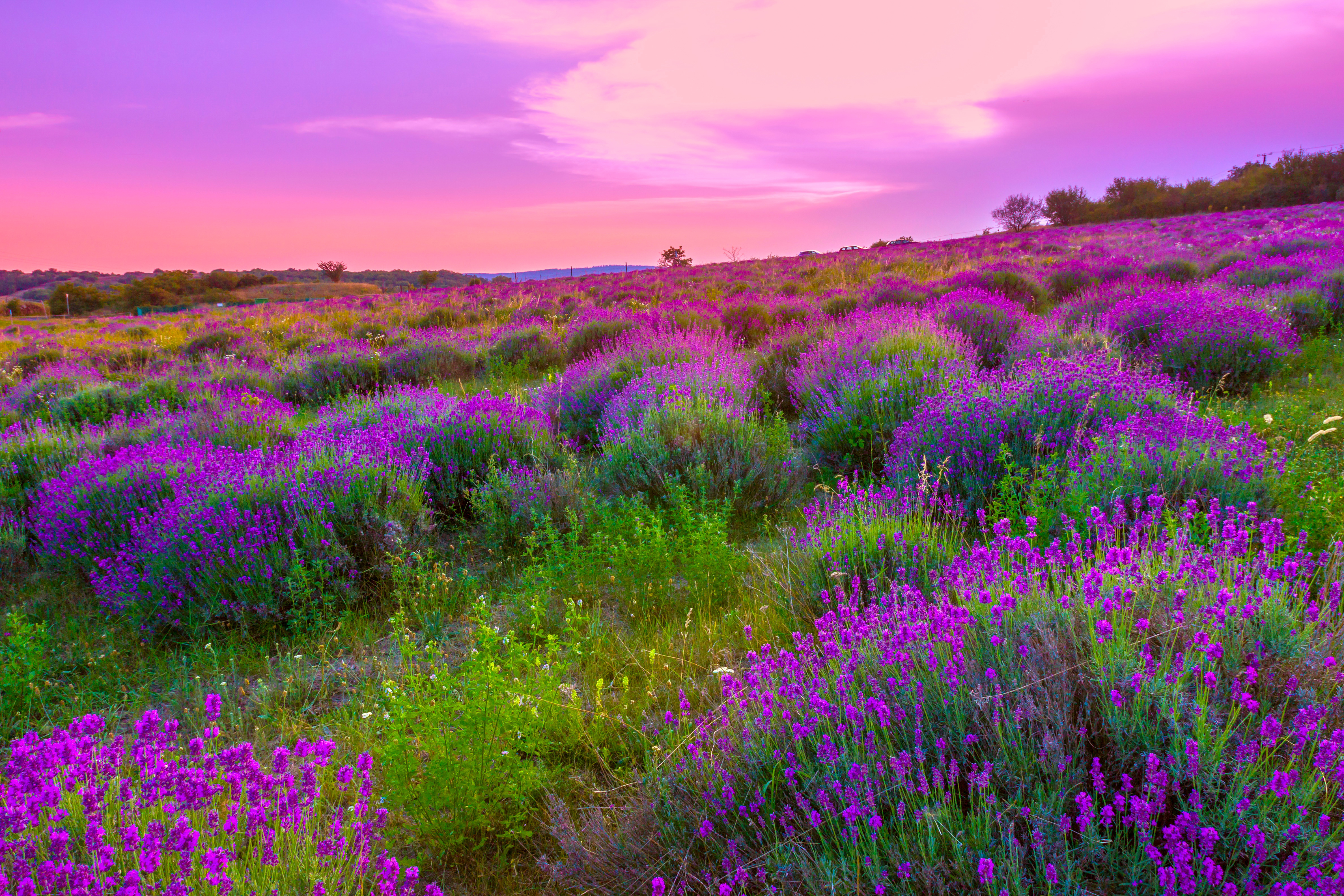 Free download wallpaper Nature, Flowers, Sunset, Flower, Earth, Field, Purple, Lavender on your PC desktop