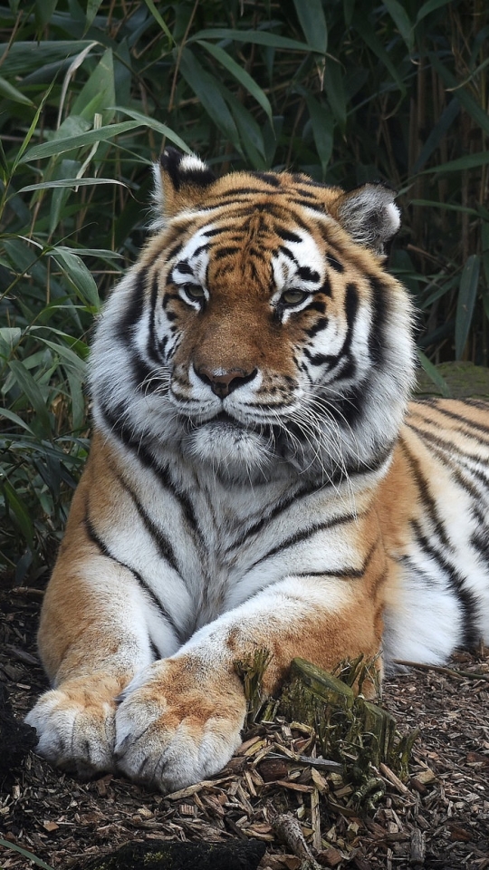 Descarga gratuita de fondo de pantalla para móvil de Animales, Gatos, Tigre.