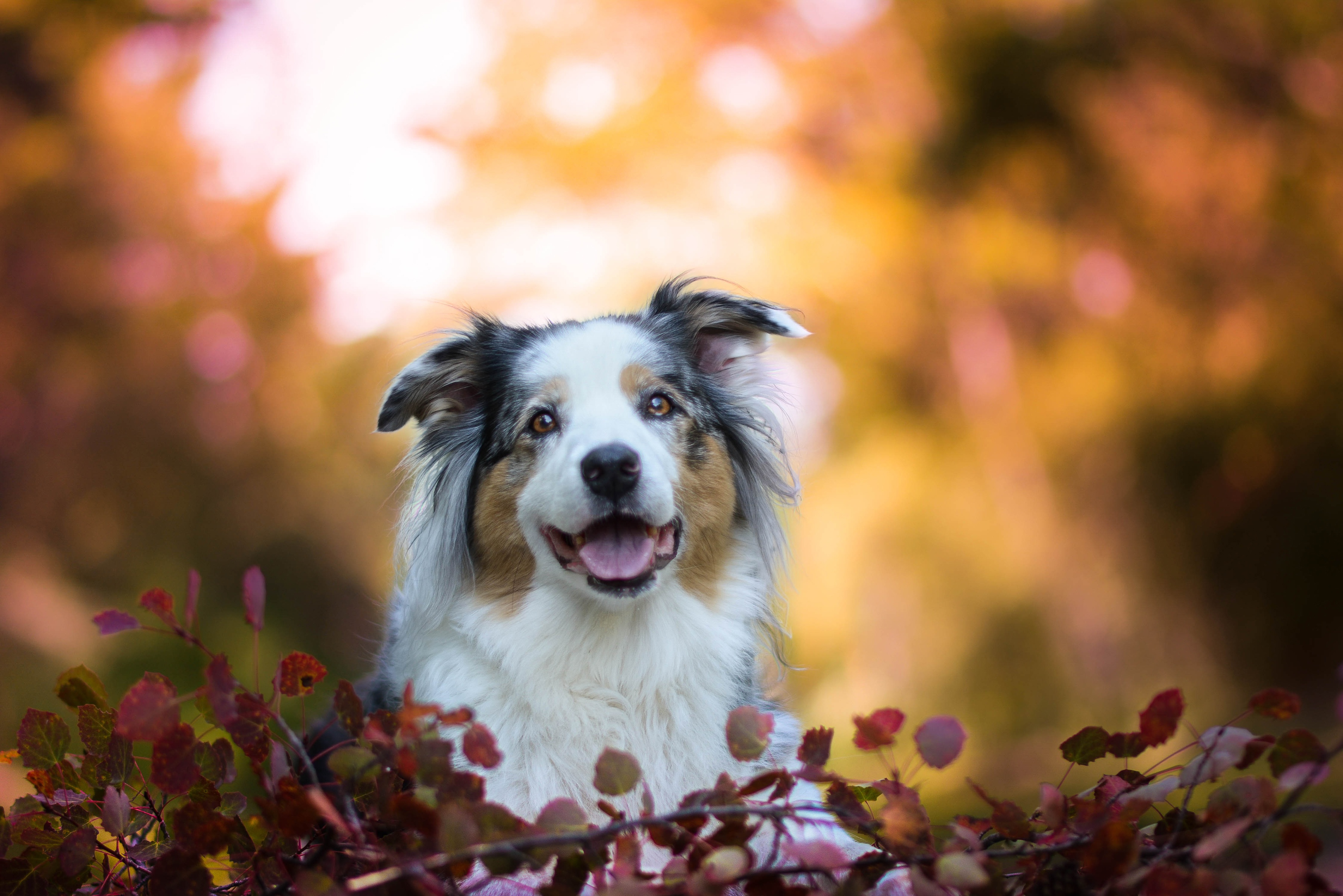 PCデスクトップに動物, 犬, オーストラリアン シェパード画像を無料でダウンロード