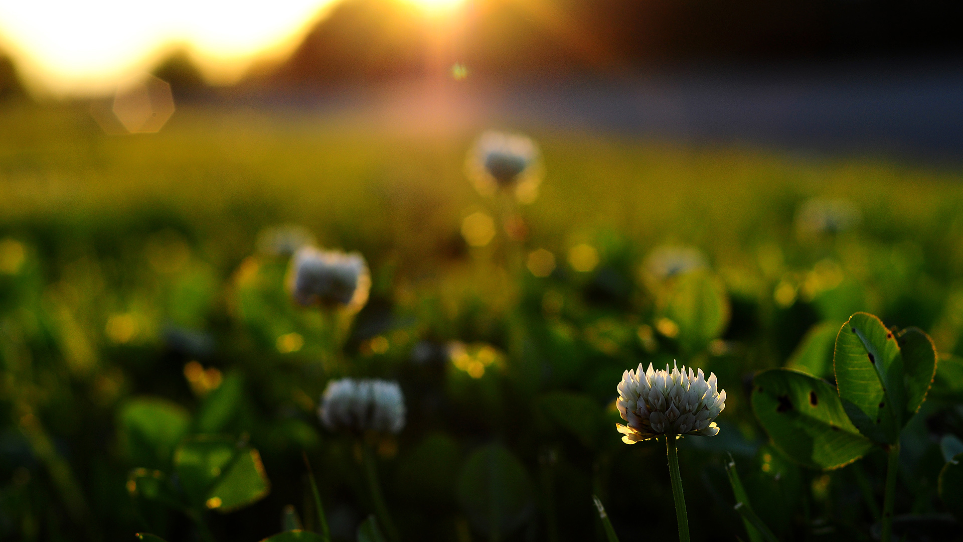 Laden Sie das Blumen, Sunset, Pflanzen-Bild kostenlos auf Ihren PC-Desktop herunter