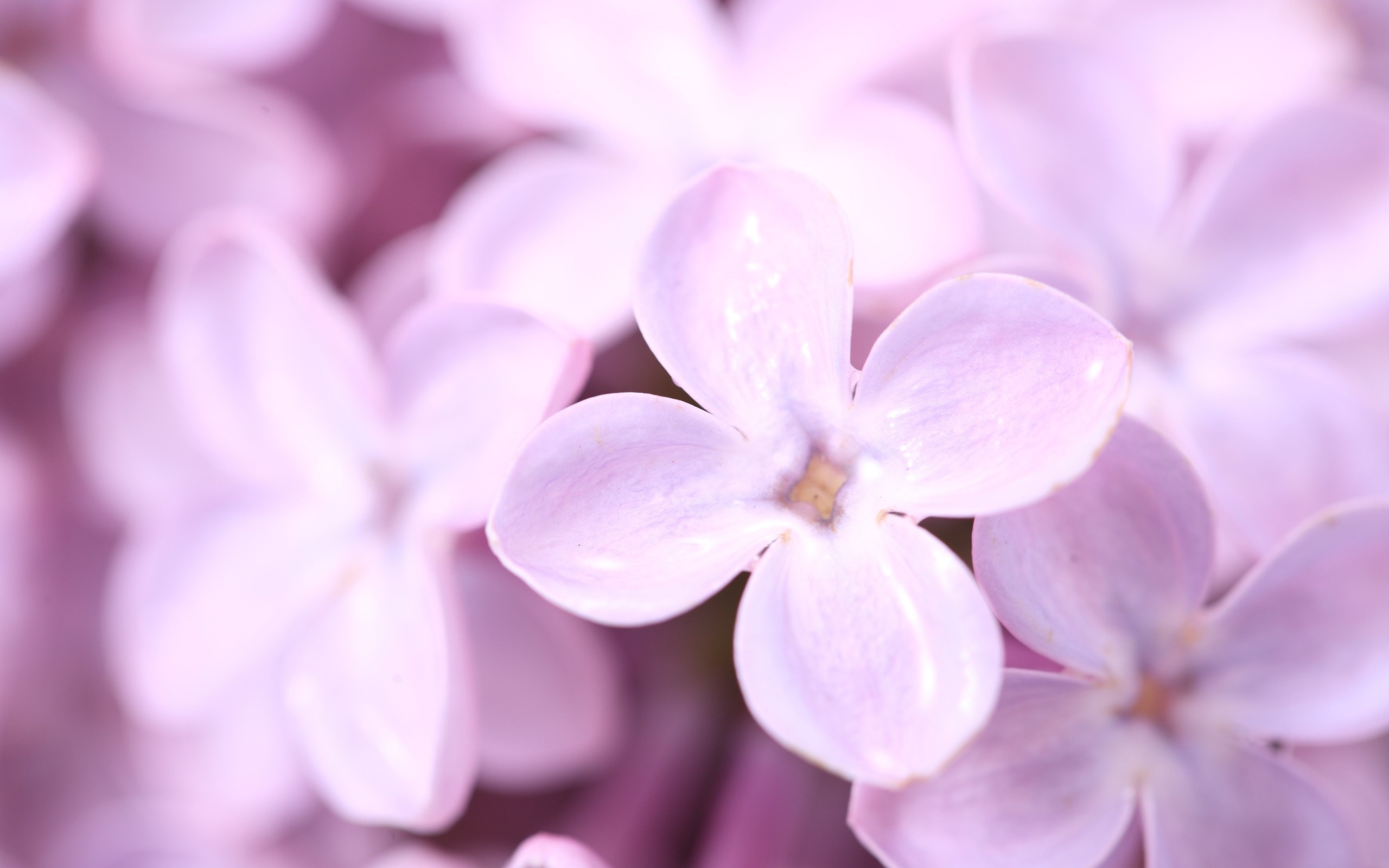 Descarga gratuita de fondo de pantalla para móvil de Flores, Florecer, Tierra/naturaleza.