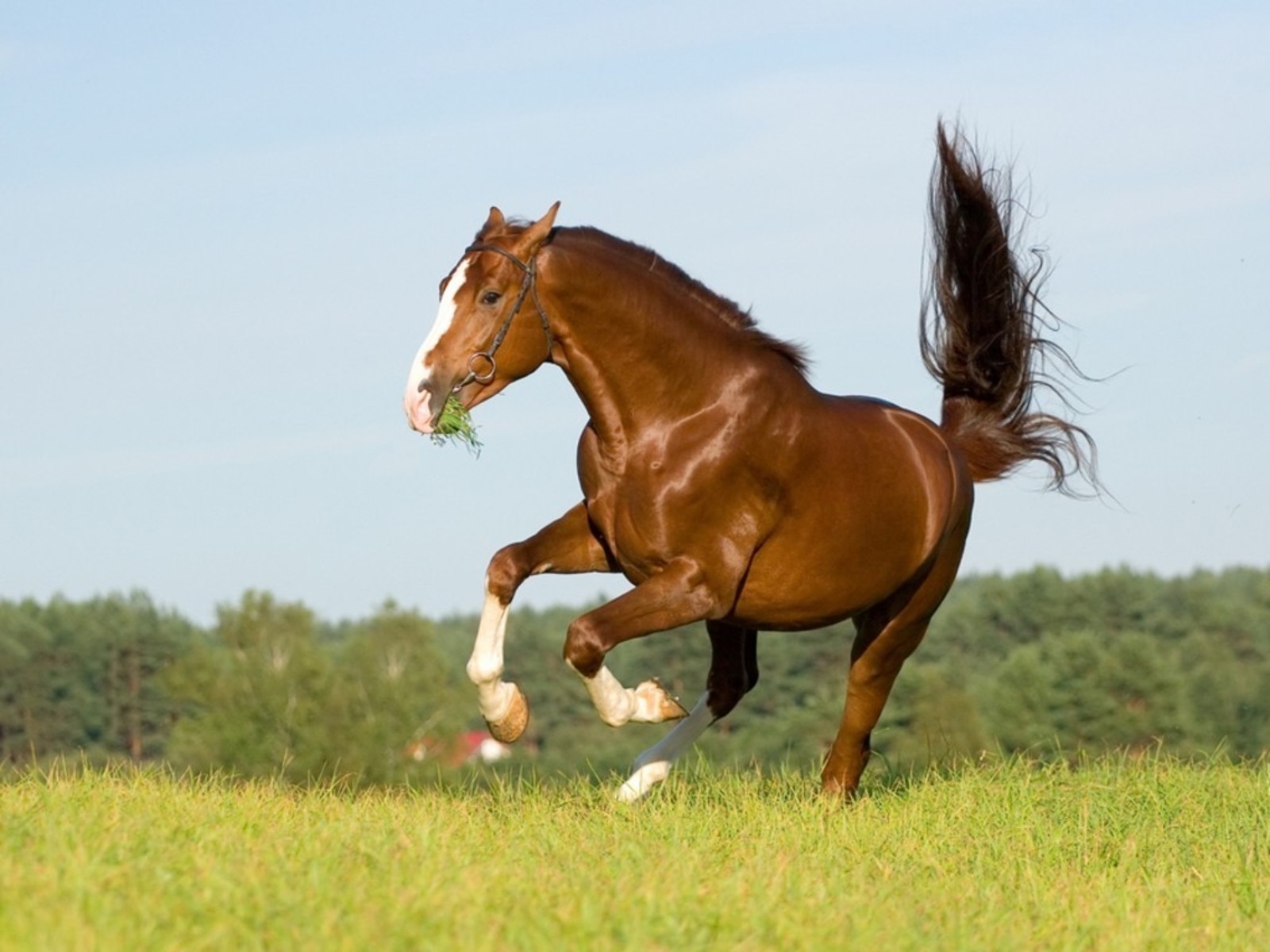 horses, animals lock screen backgrounds