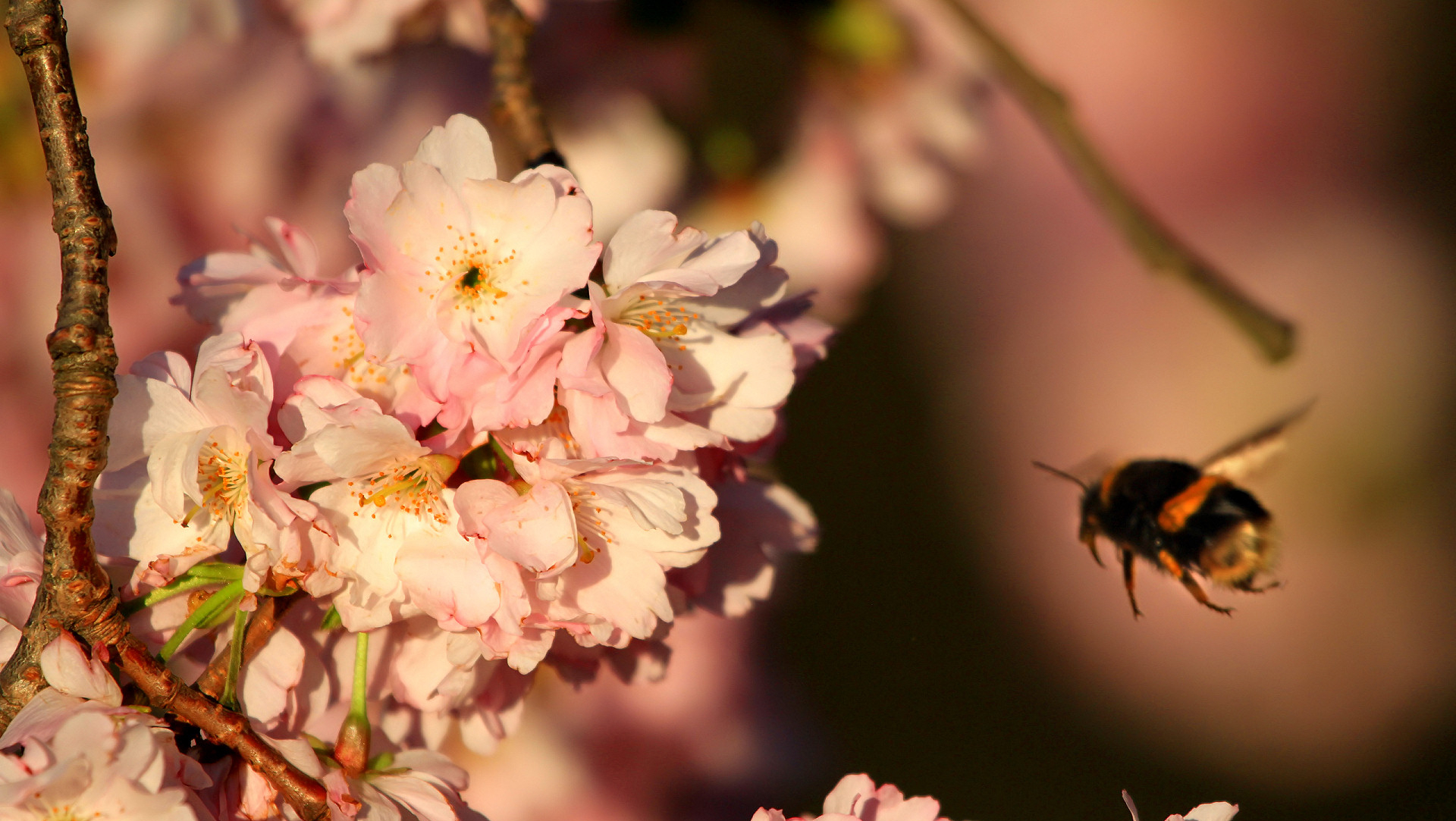 Windows Backgrounds earth, flower, bee, blossom, flowers