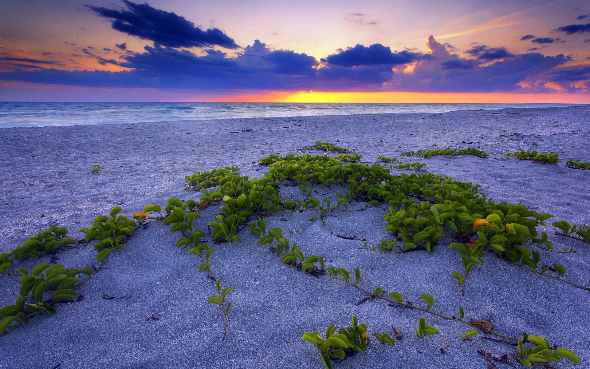 nature, sunset, leaves, sea, beach, sand, horizon, vegetation, grains cell phone wallpapers