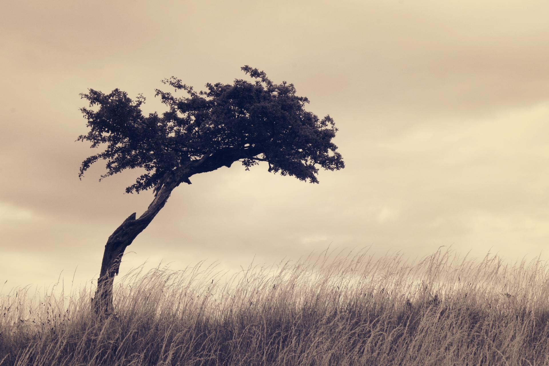 earth, tree, grass, lonely tree, nature, sepia, trees