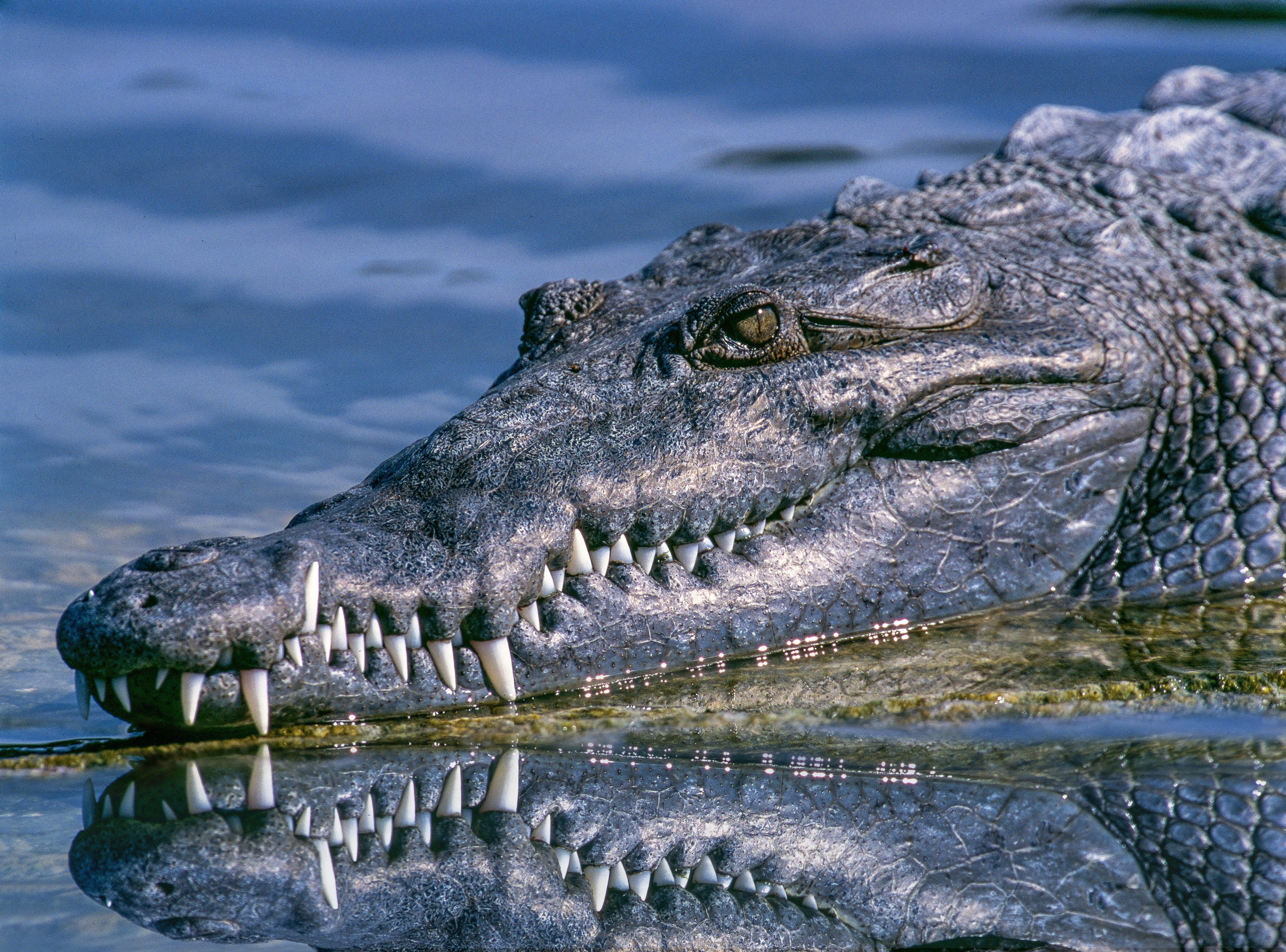 Free download wallpaper Animal, Reptiles, Crocodile on your PC desktop