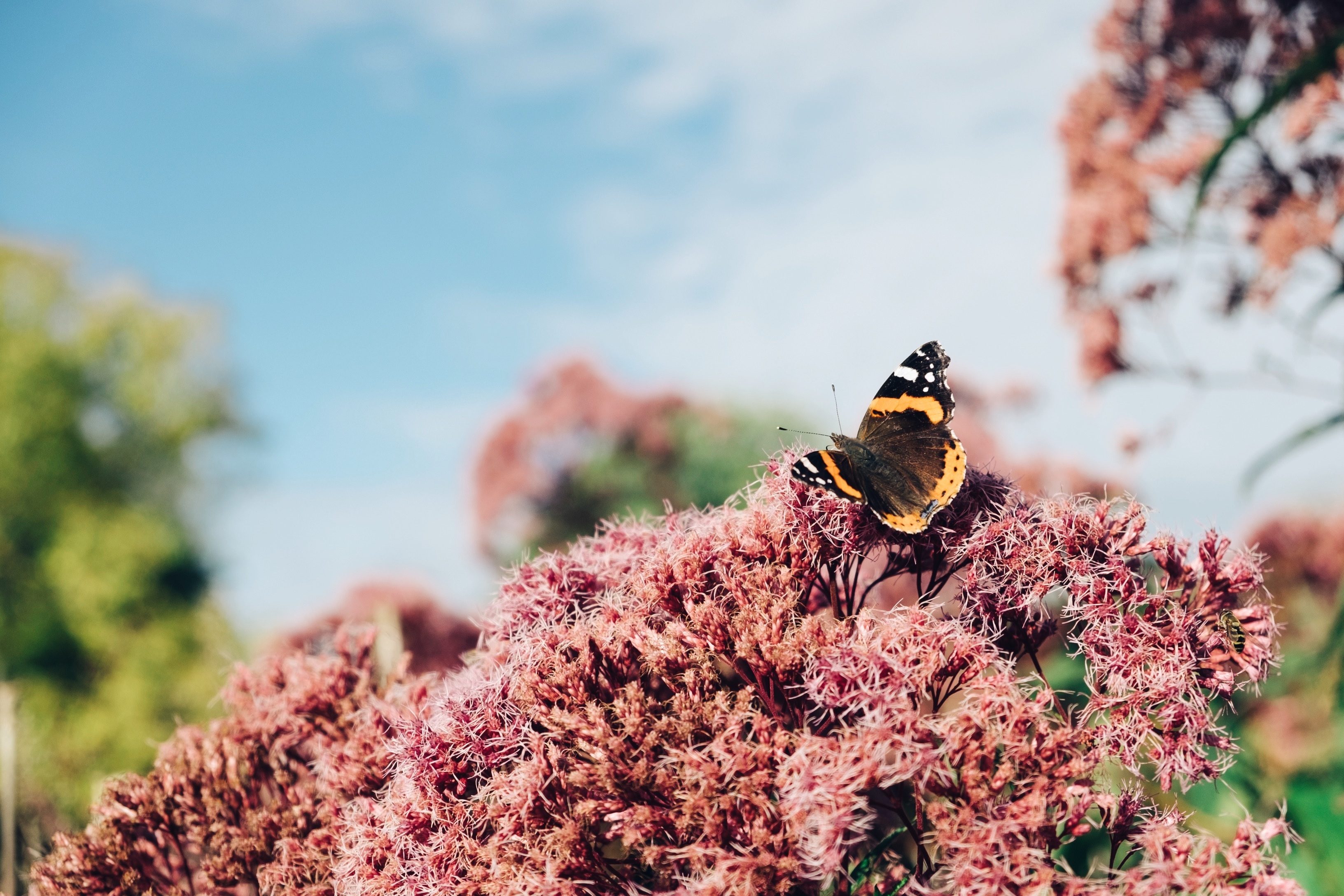 Laden Sie das Tiere, Schmetterlinge, Blume, Insekt, Verwischen, Planze-Bild kostenlos auf Ihren PC-Desktop herunter