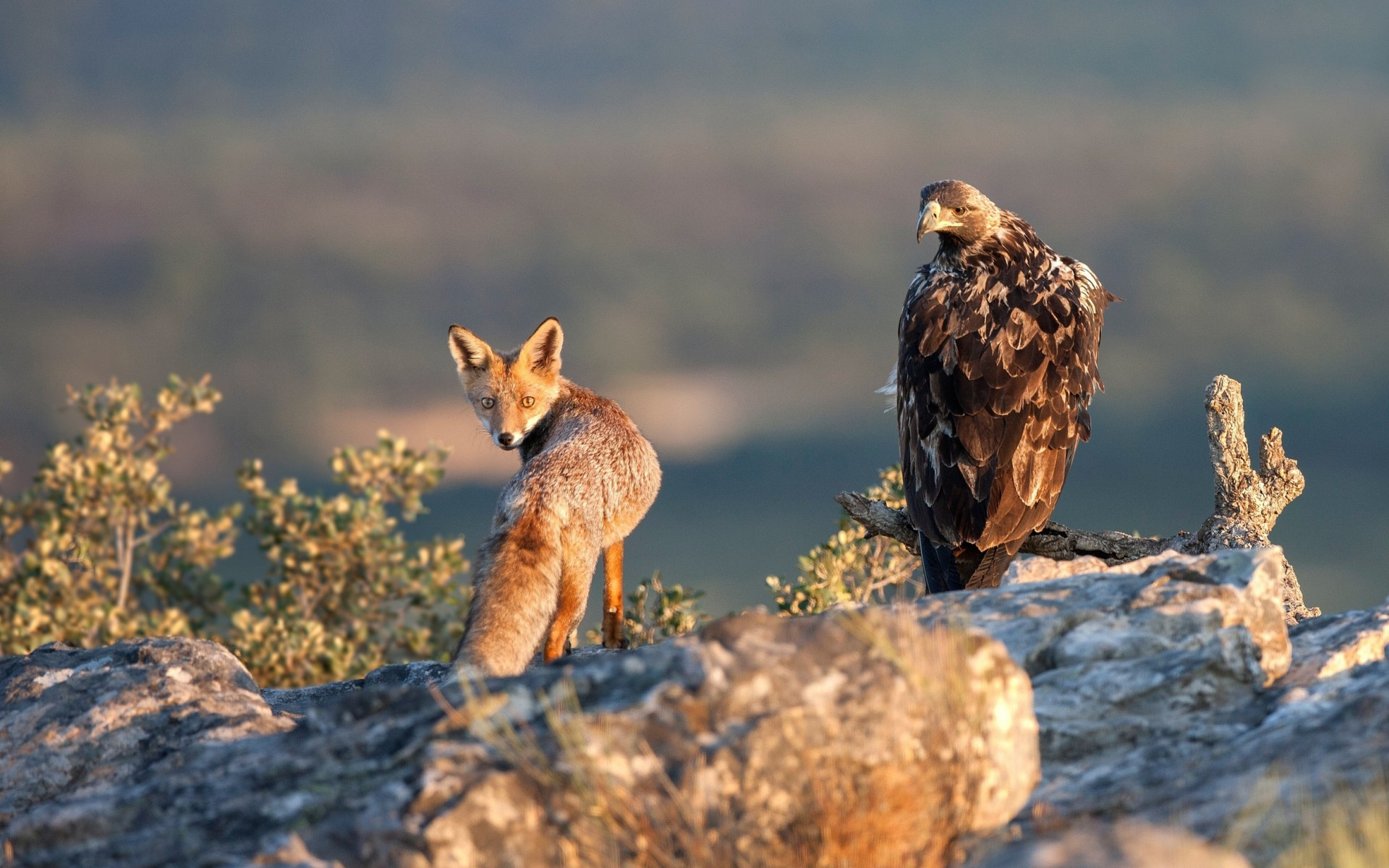 Download mobile wallpaper Fox, Animal, Eagle, Other for free.