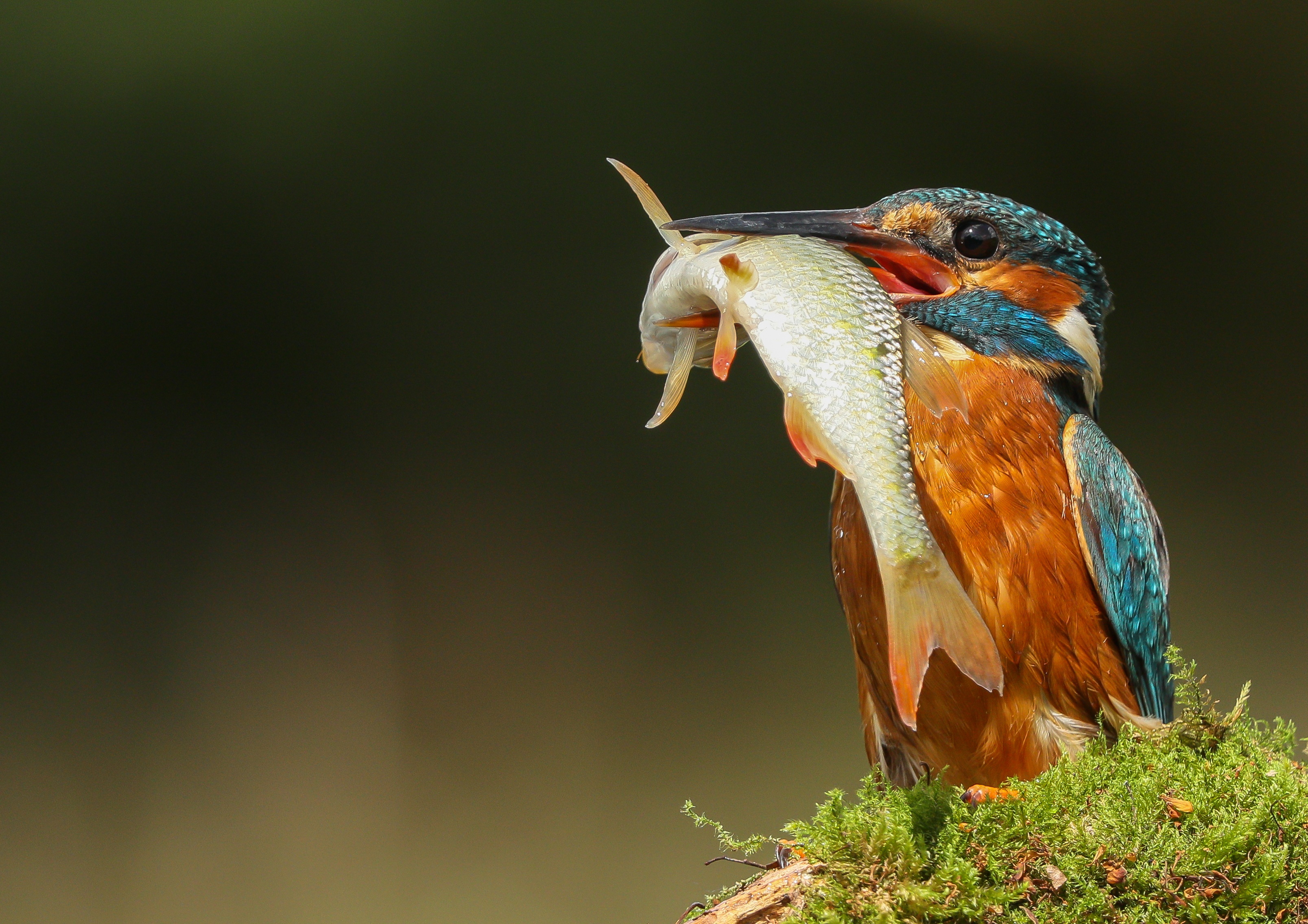 Download mobile wallpaper Birds, Bird, Animal, Fish, Kingfisher for free.