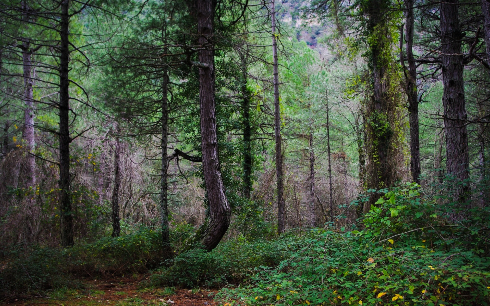 Скачать обои бесплатно Лес, Зеленый, Земля/природа картинка на рабочий стол ПК