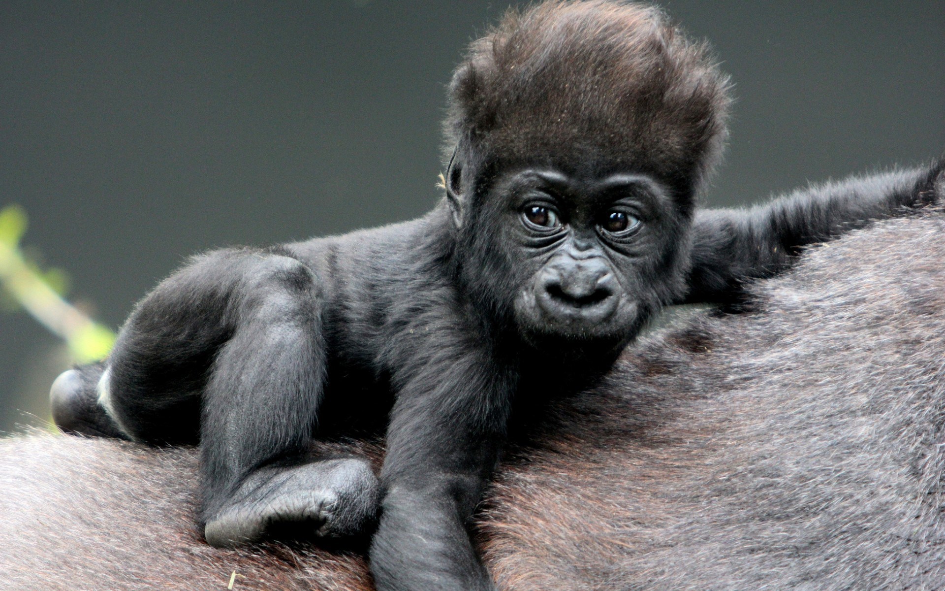282279 Hintergrundbild herunterladen tiere, gorilla, affen - Bildschirmschoner und Bilder kostenlos