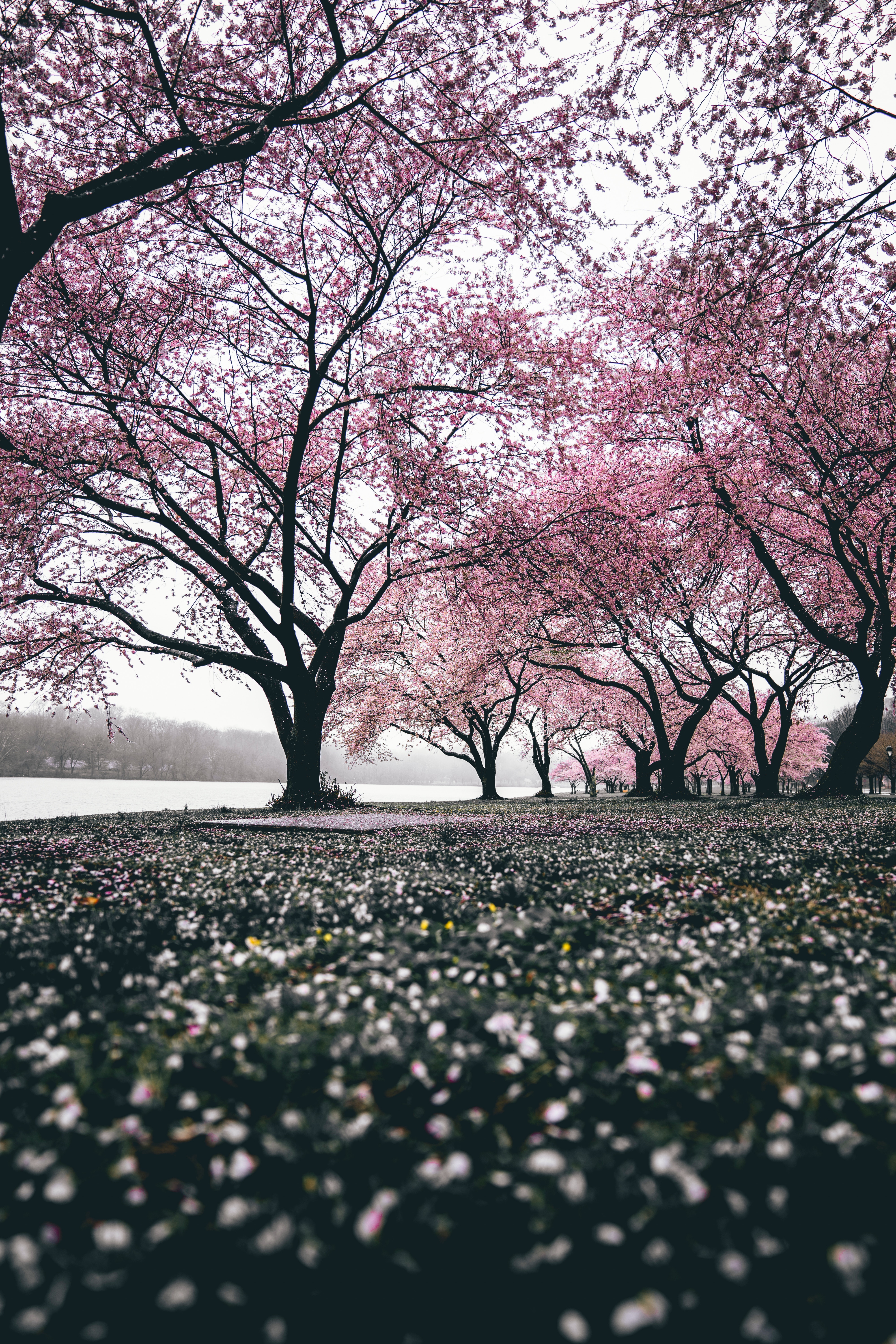 94774 descargar fondo de pantalla árboles, sakura, floración, flores, naturaleza, florecer, florido: protectores de pantalla e imágenes gratis