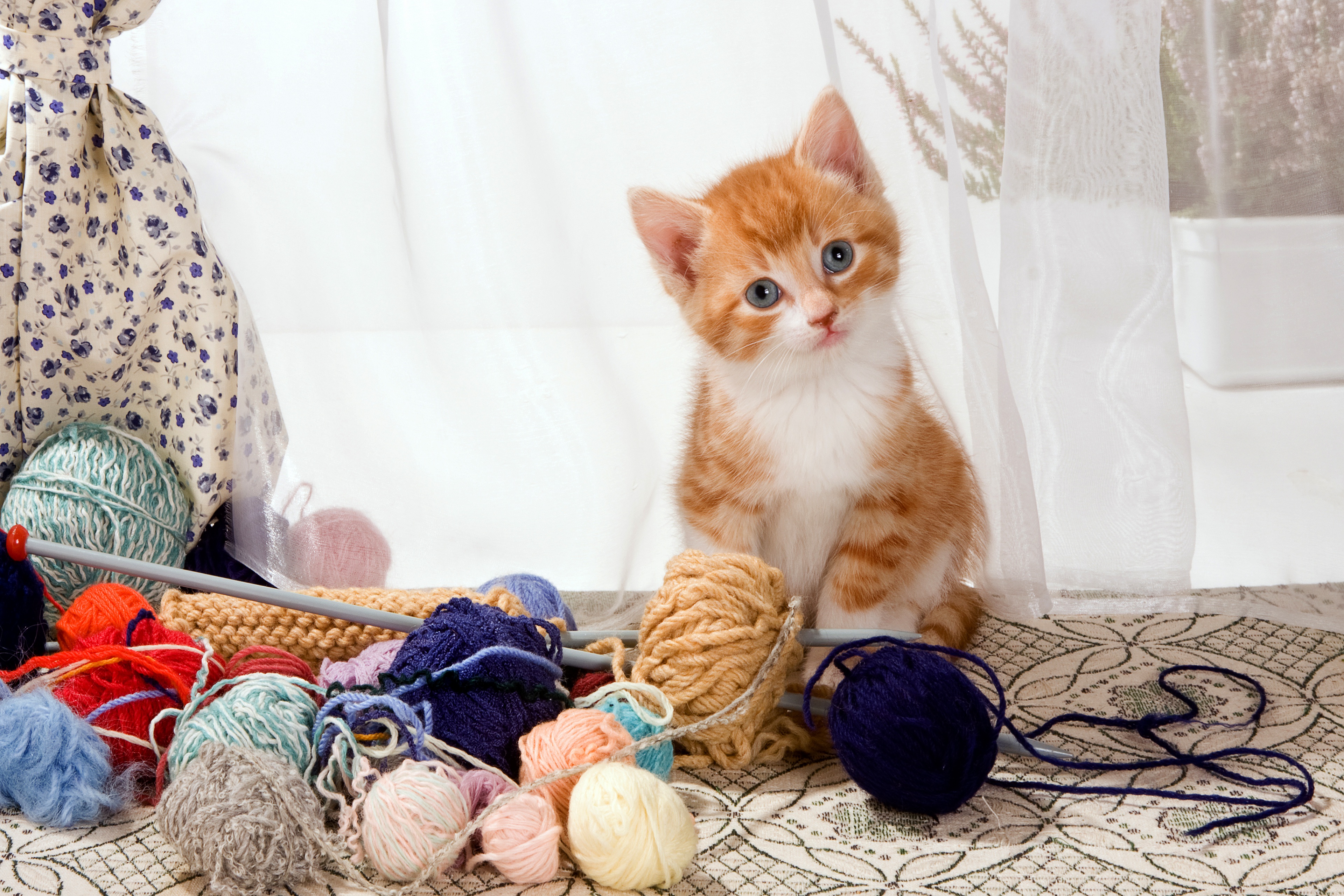 Baixe gratuitamente a imagem Animais, Gatos, Gato, Animal Bebê na área de trabalho do seu PC