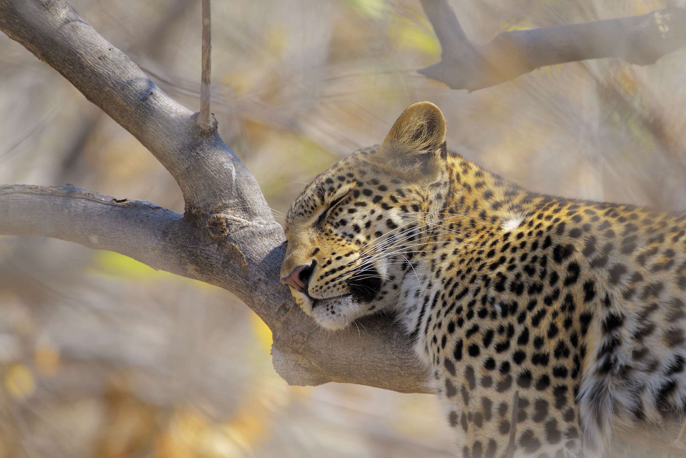 Laden Sie das Tiere, Katzen, Leopard, Schlafen-Bild kostenlos auf Ihren PC-Desktop herunter