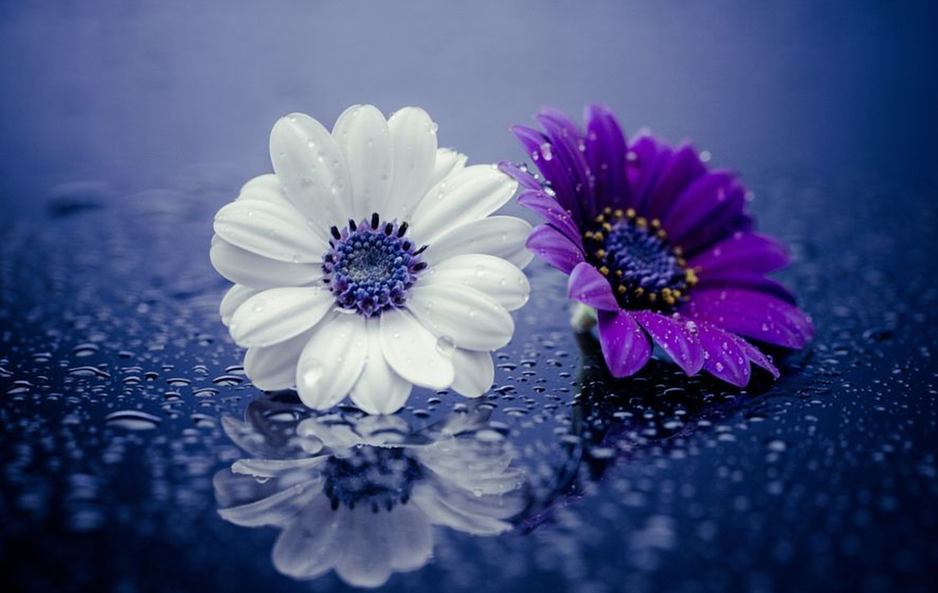 381279 скачать обои фиолетовый цветок, капли, крупный план, белый цветок, цветок, флауэрсы, земля/природа, дейзи - заставки и картинки бесплатно