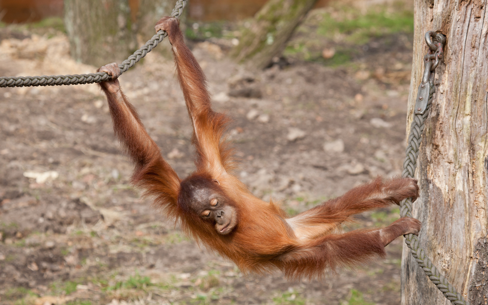 256101 télécharger l'image animaux, orang outan, primate, zoo, singes - fonds d'écran et économiseurs d'écran gratuits