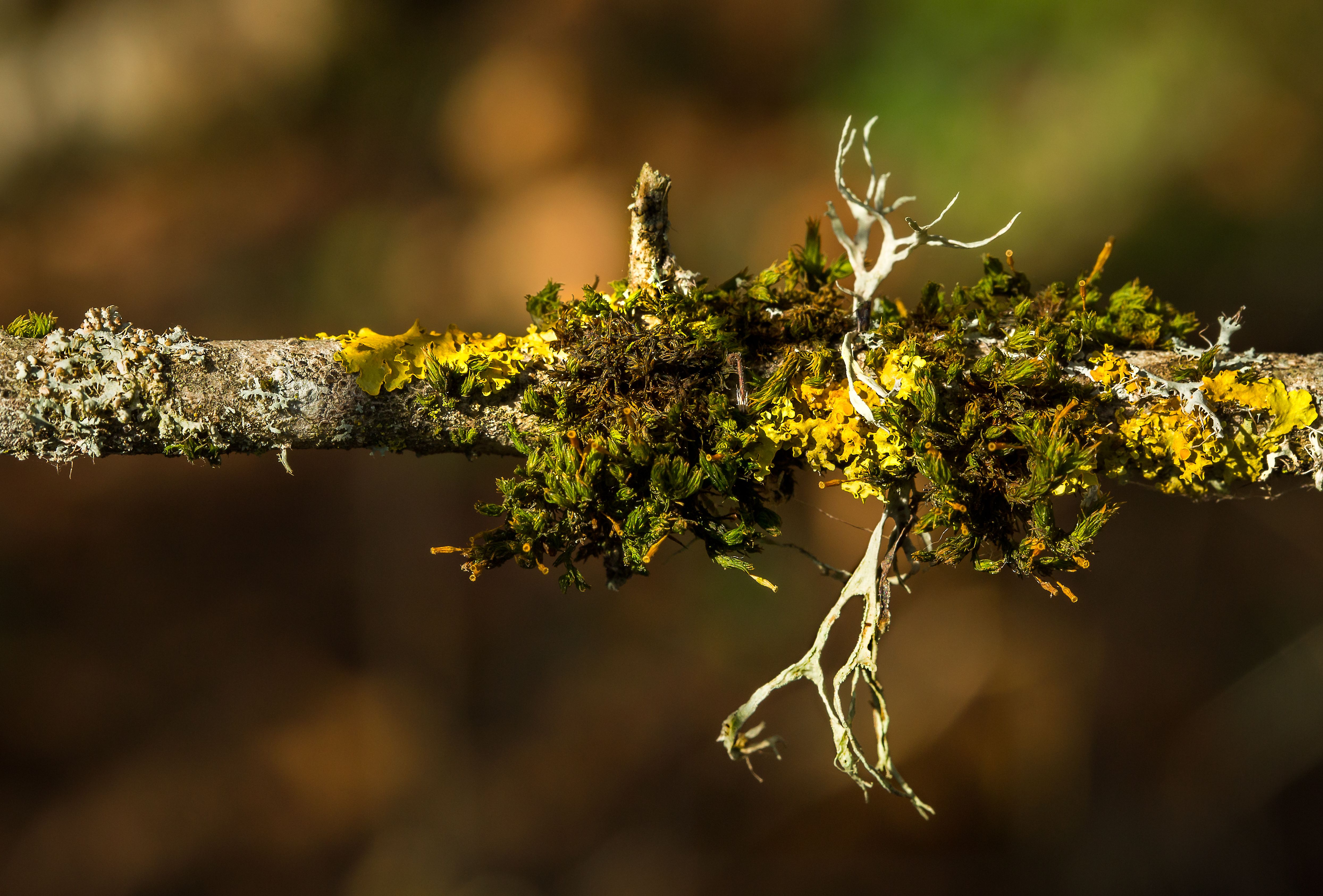 Download mobile wallpaper Branch, Earth, Moss for free.