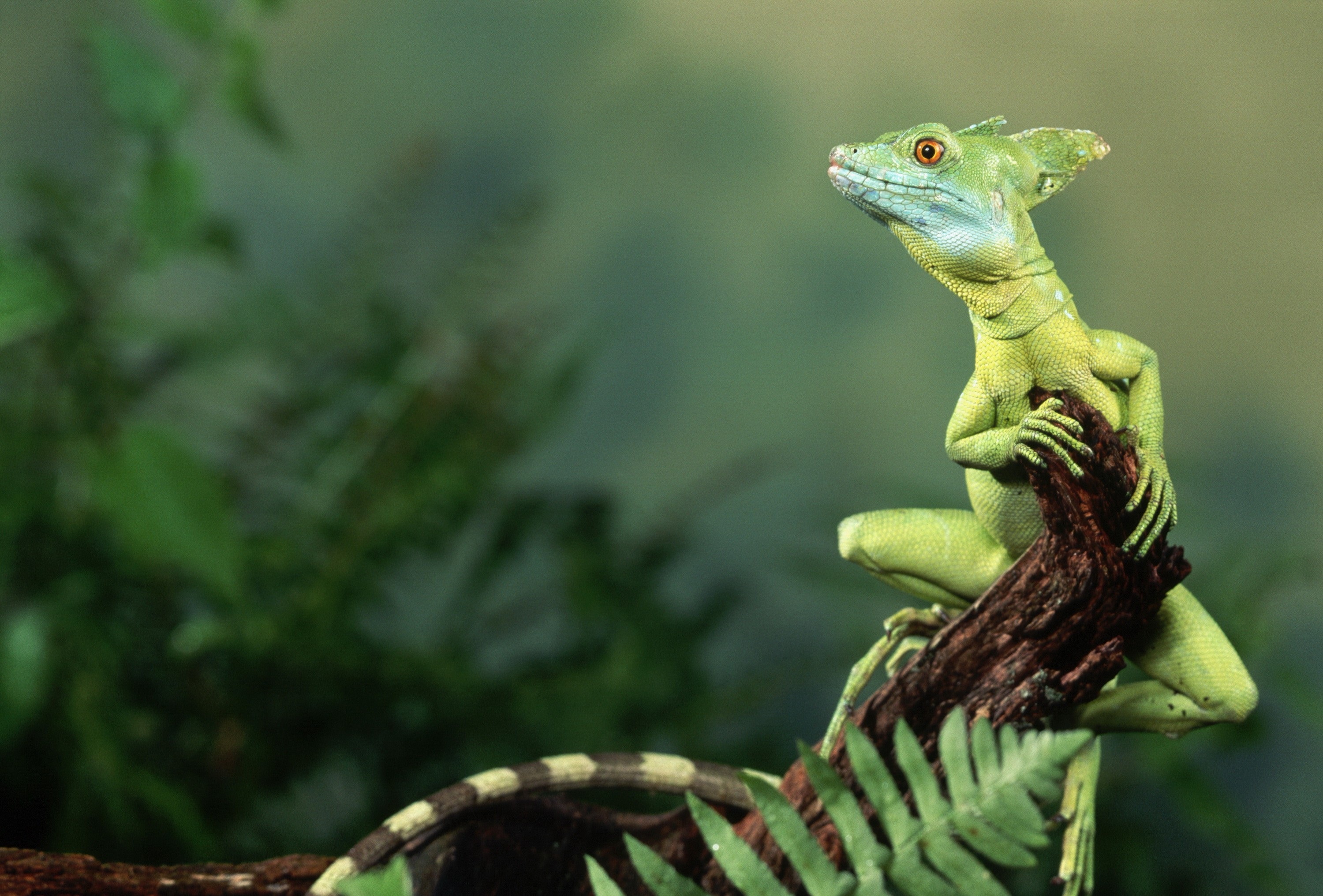 Free download wallpaper Animal, Basilisk, Lizard, Reptiles on your PC desktop