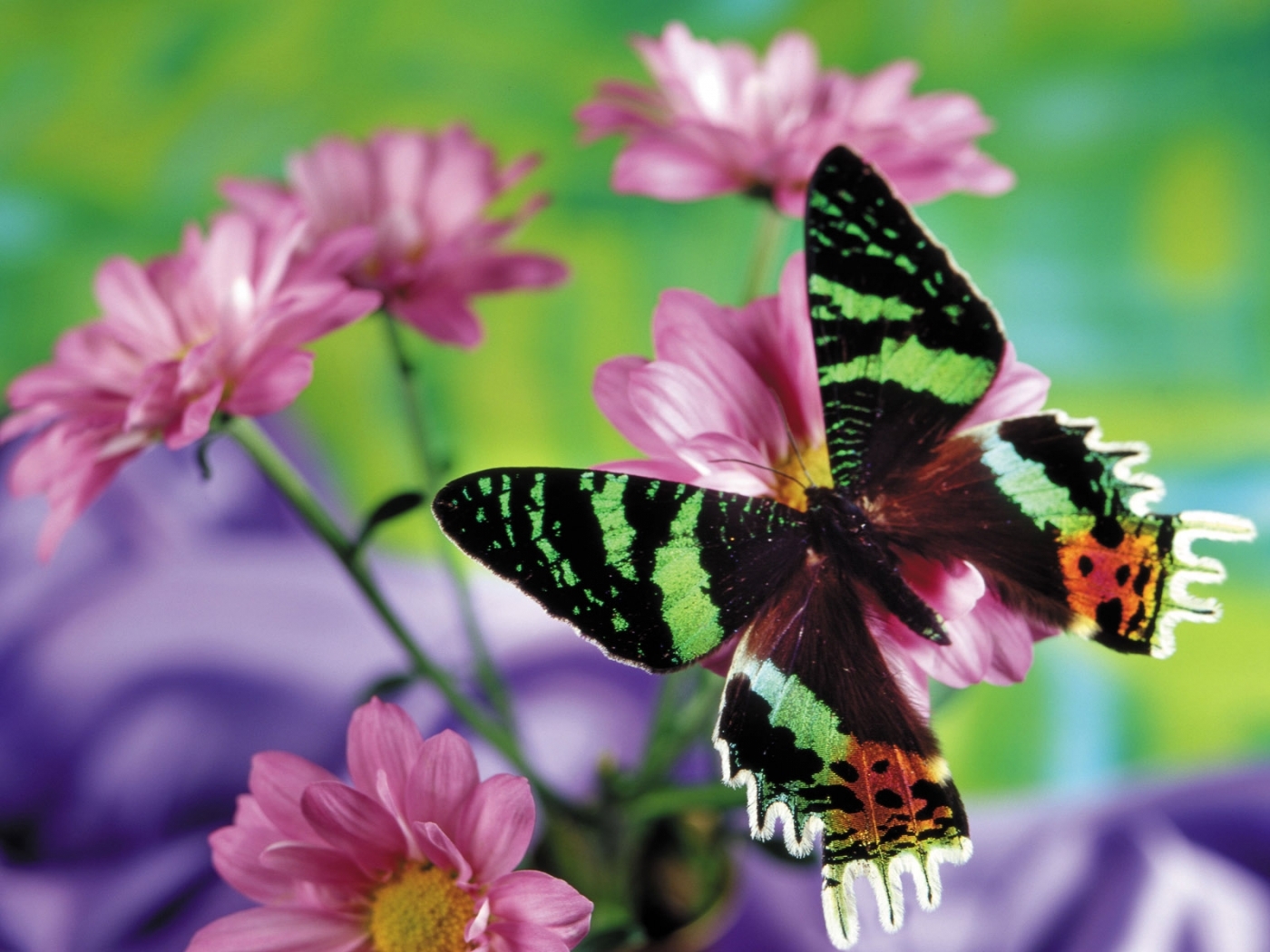Free download wallpaper Insects, Butterflies on your PC desktop
