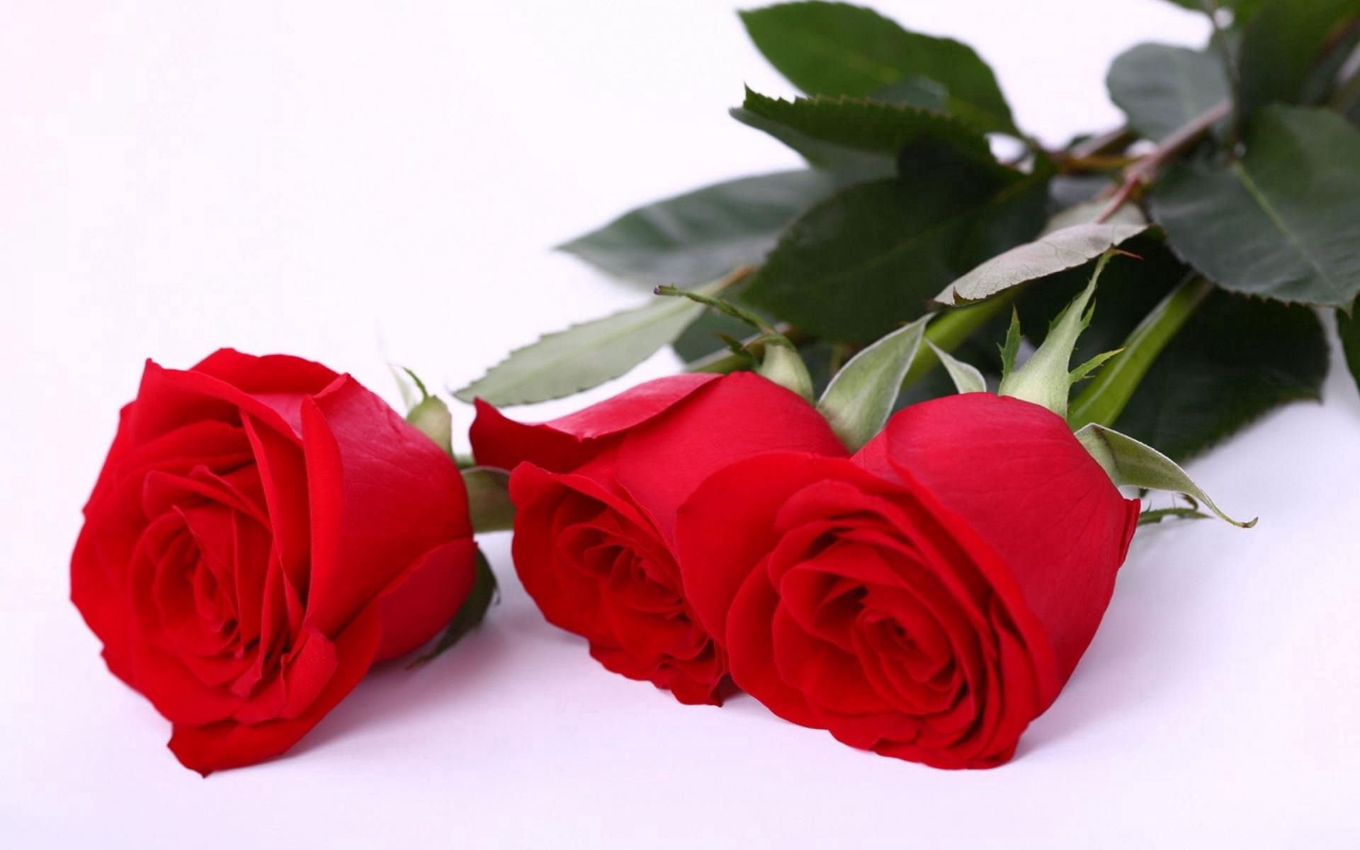 58210 baixar papel de parede flores, rosas, vermelho, três - protetores de tela e imagens gratuitamente