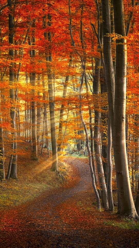 Download mobile wallpaper Forest, Fall, Earth, Sunlight, Sunbeam, Sunshine, Sunbean for free.