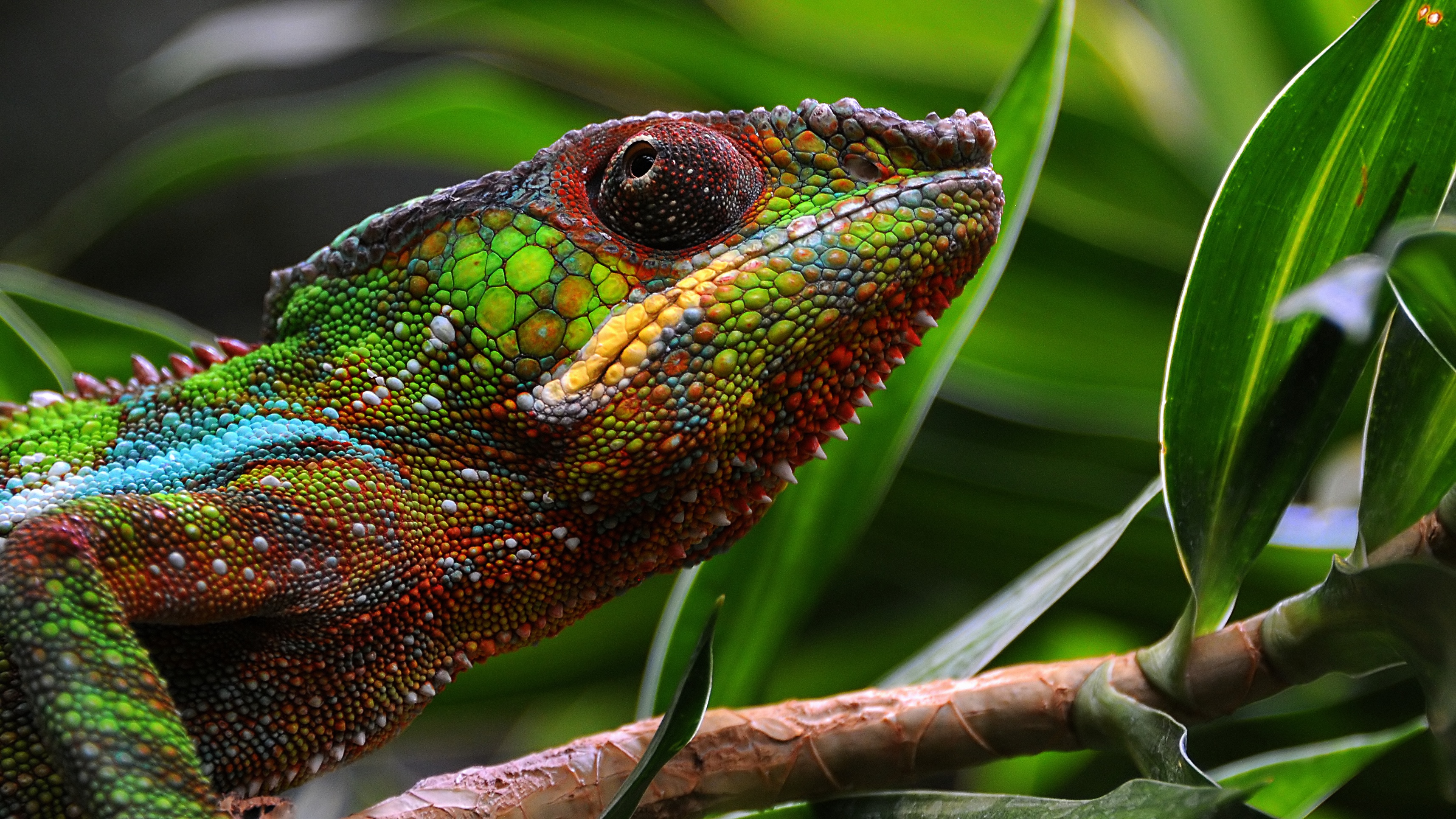 Descarga gratis la imagen Animales, Lagarto, Camaleón, Reptiles en el escritorio de tu PC