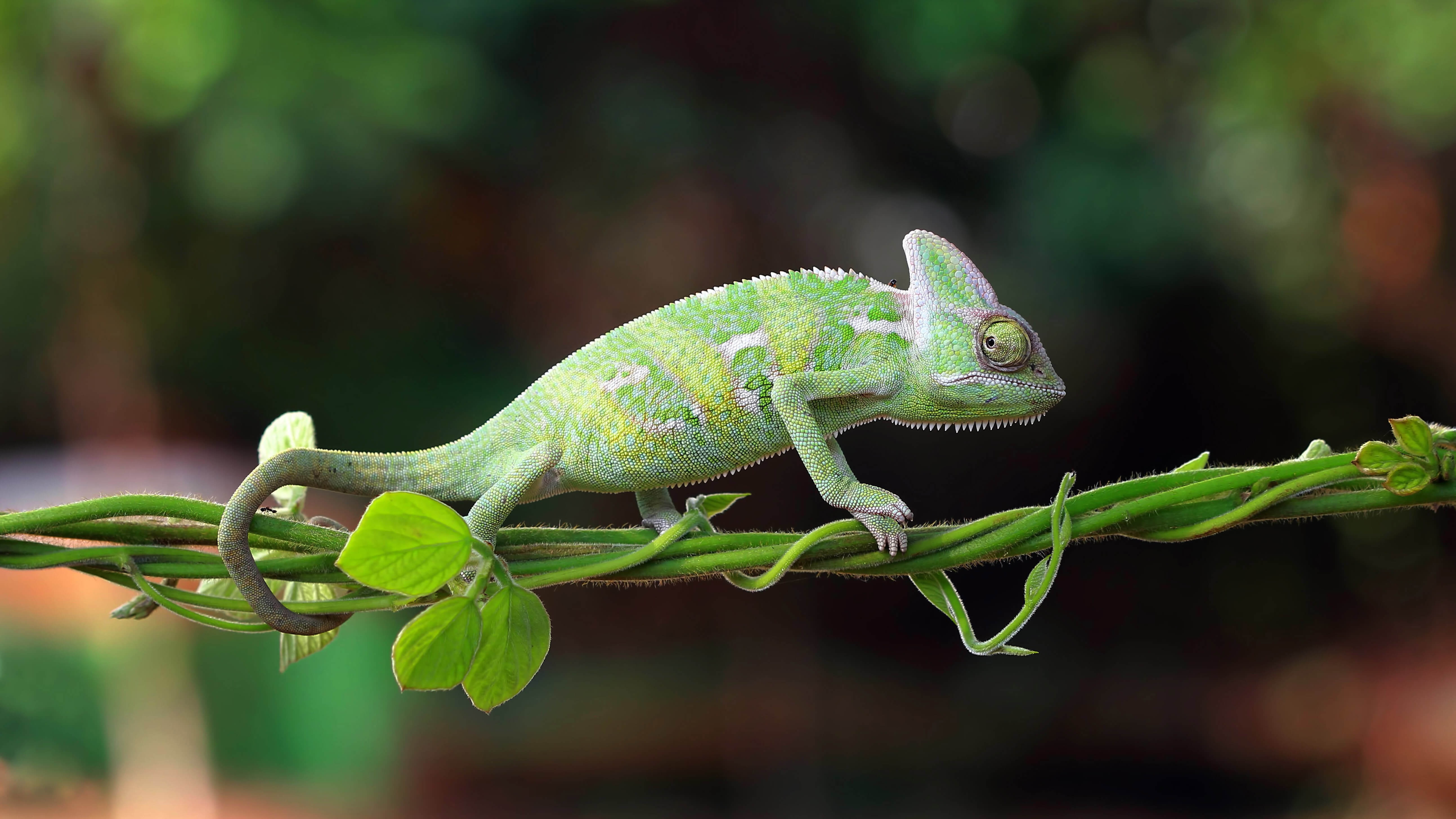 Descarga gratuita de fondo de pantalla para móvil de Animales, Lagarto, Reptil, Camaleón, Reptiles.