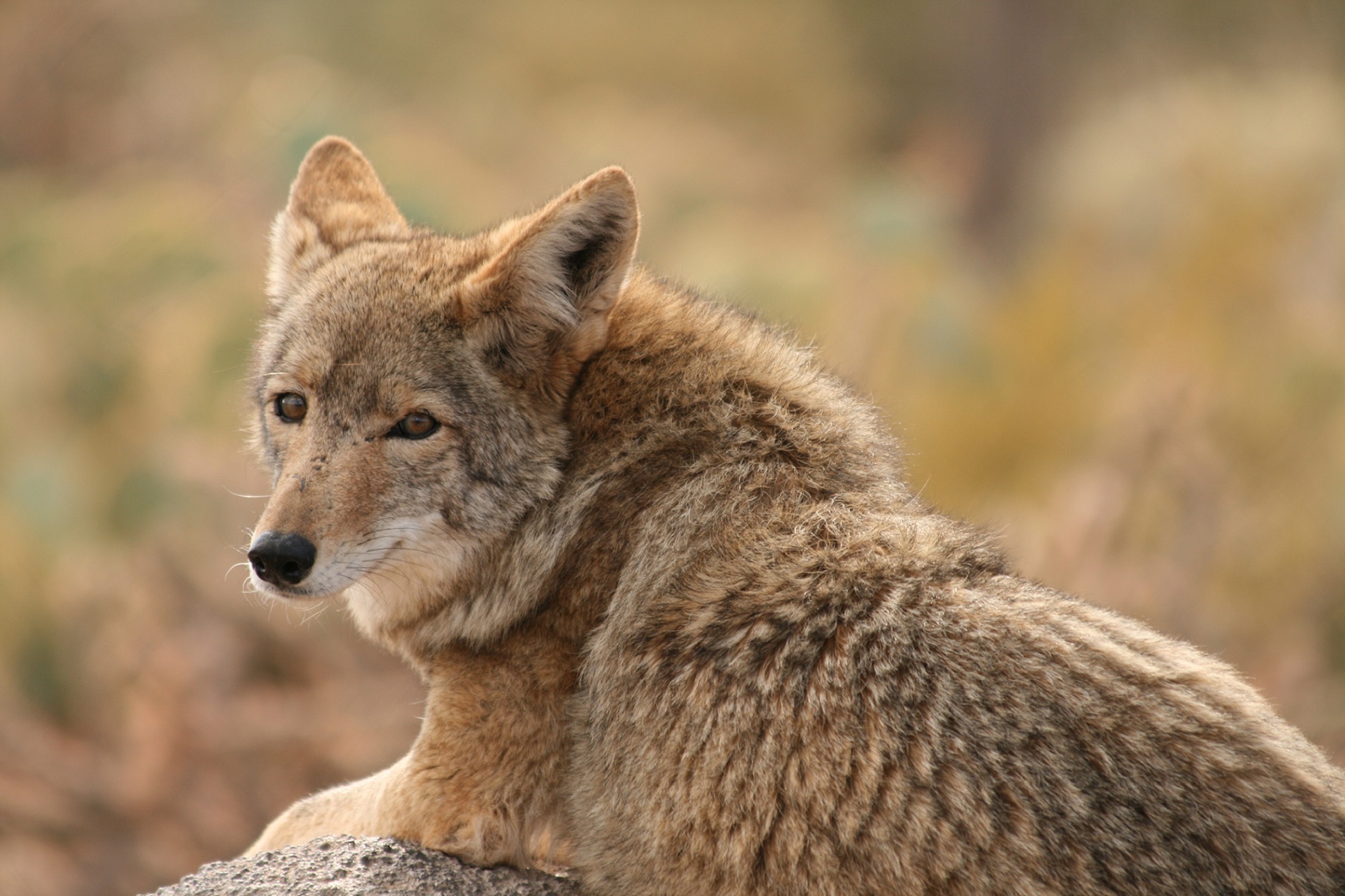 71389 Bild herunterladen tiere, hund, raubtier, predator, wolf, kojote - Hintergrundbilder und Bildschirmschoner kostenlos