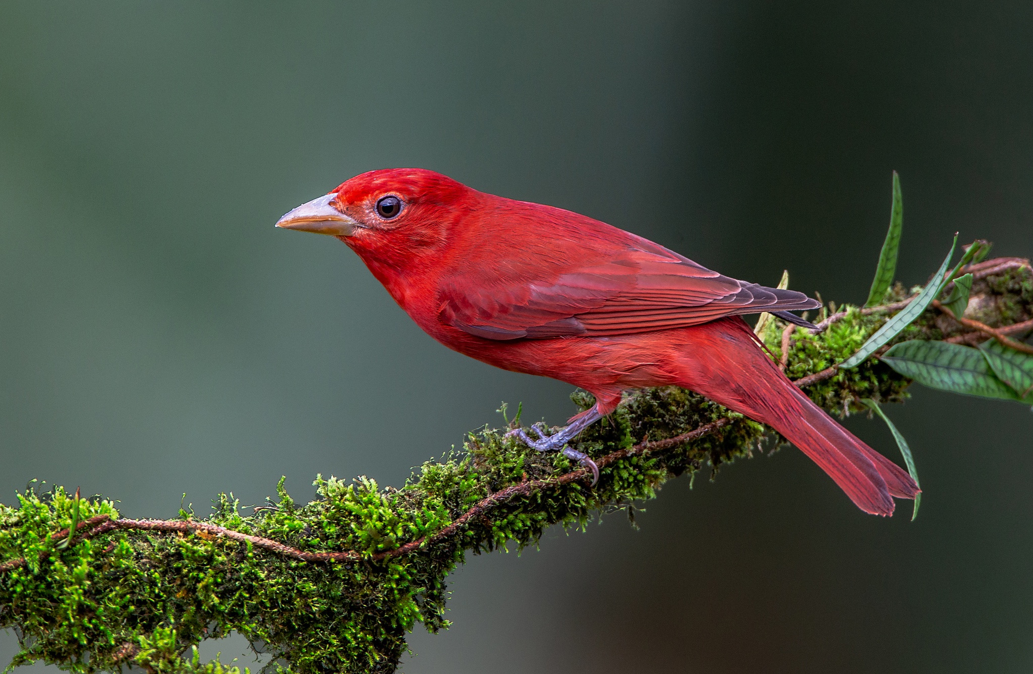 Free download wallpaper Birds, Bird, Branch, Animal, Tanager, Summer Tanager on your PC desktop