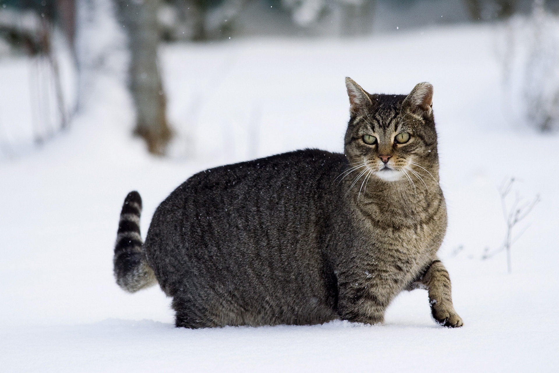 animals, winter, snow, cat, stroll