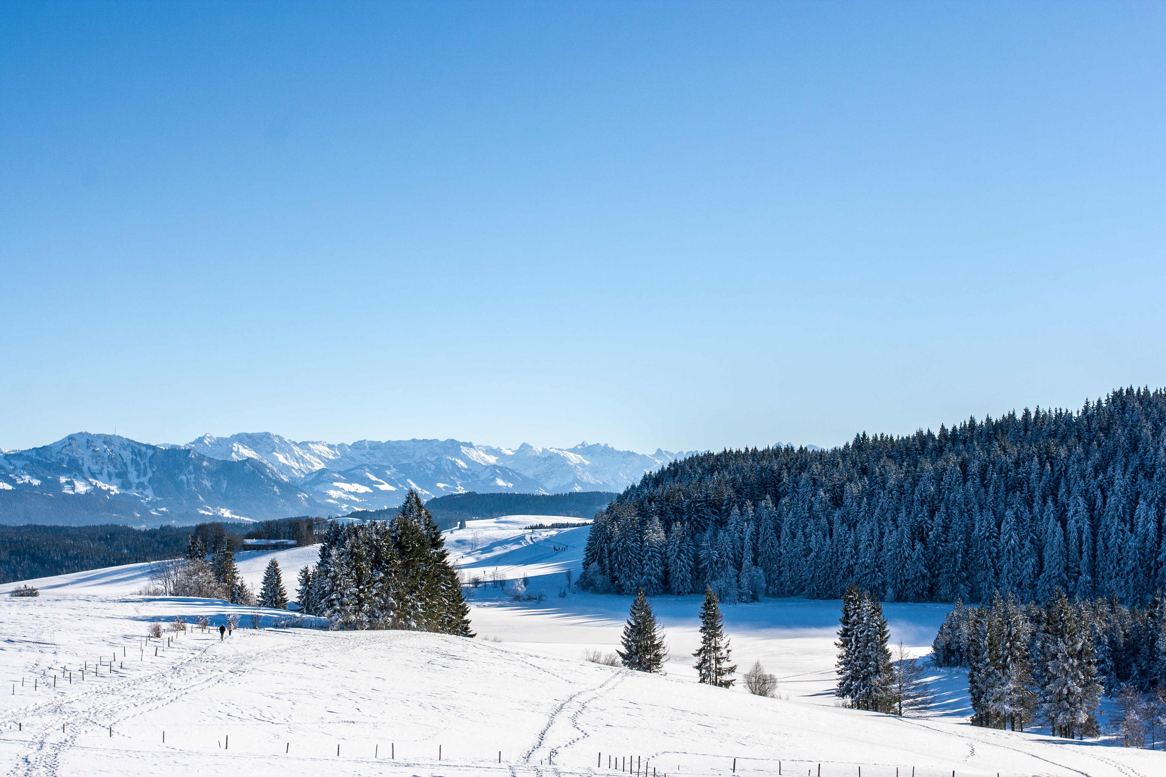Descarga gratis la imagen Invierno, Cielo, Nieve, Bosque, Abeto, Tierra/naturaleza en el escritorio de tu PC