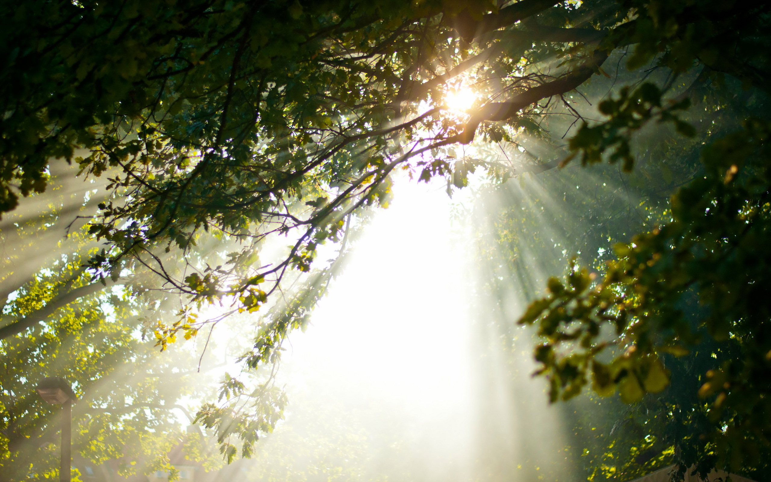 Free download wallpaper Nature, Branch, Earth, Sunbeam on your PC desktop