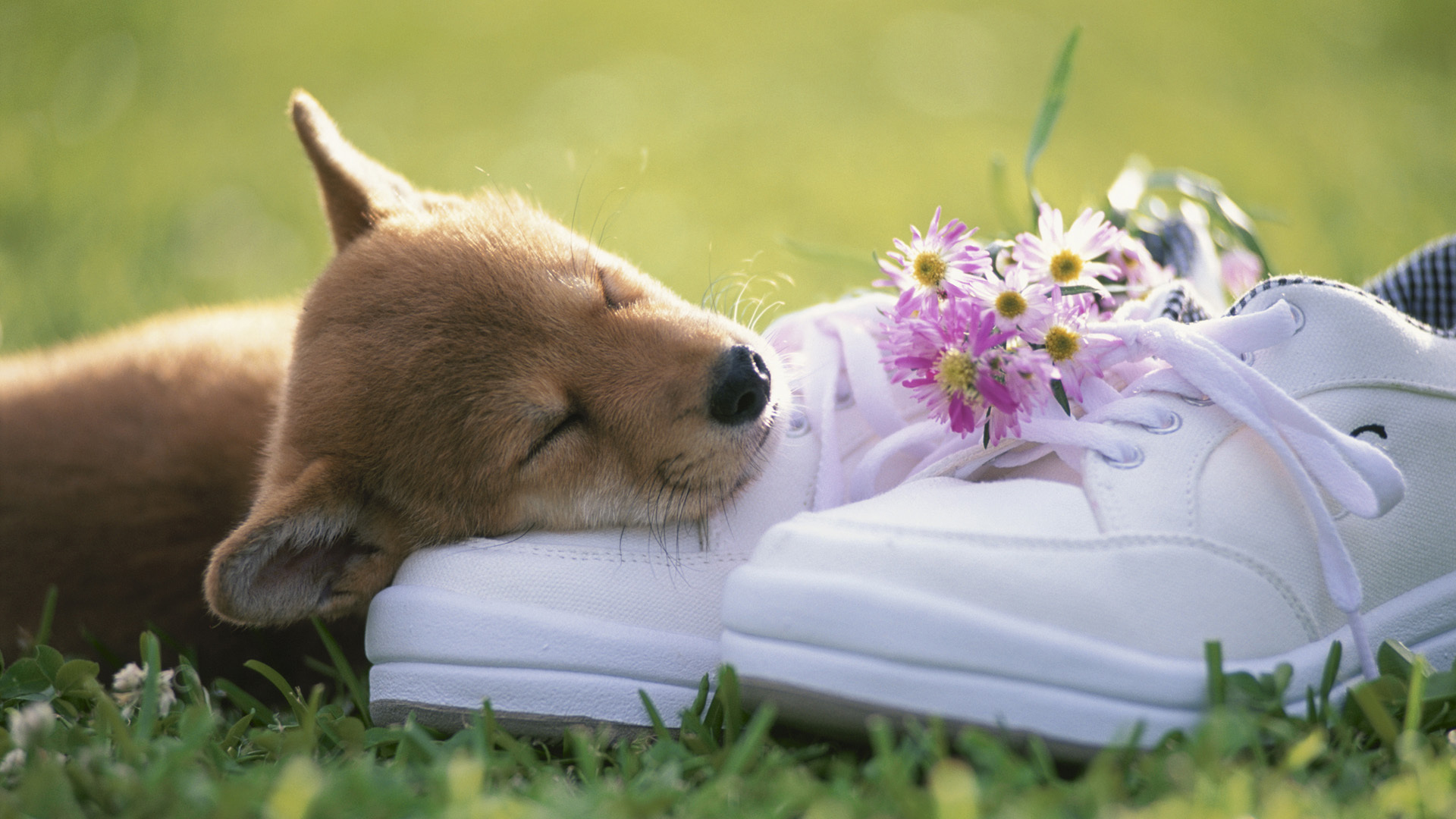 Baixe gratuitamente a imagem Animais, Cão na área de trabalho do seu PC