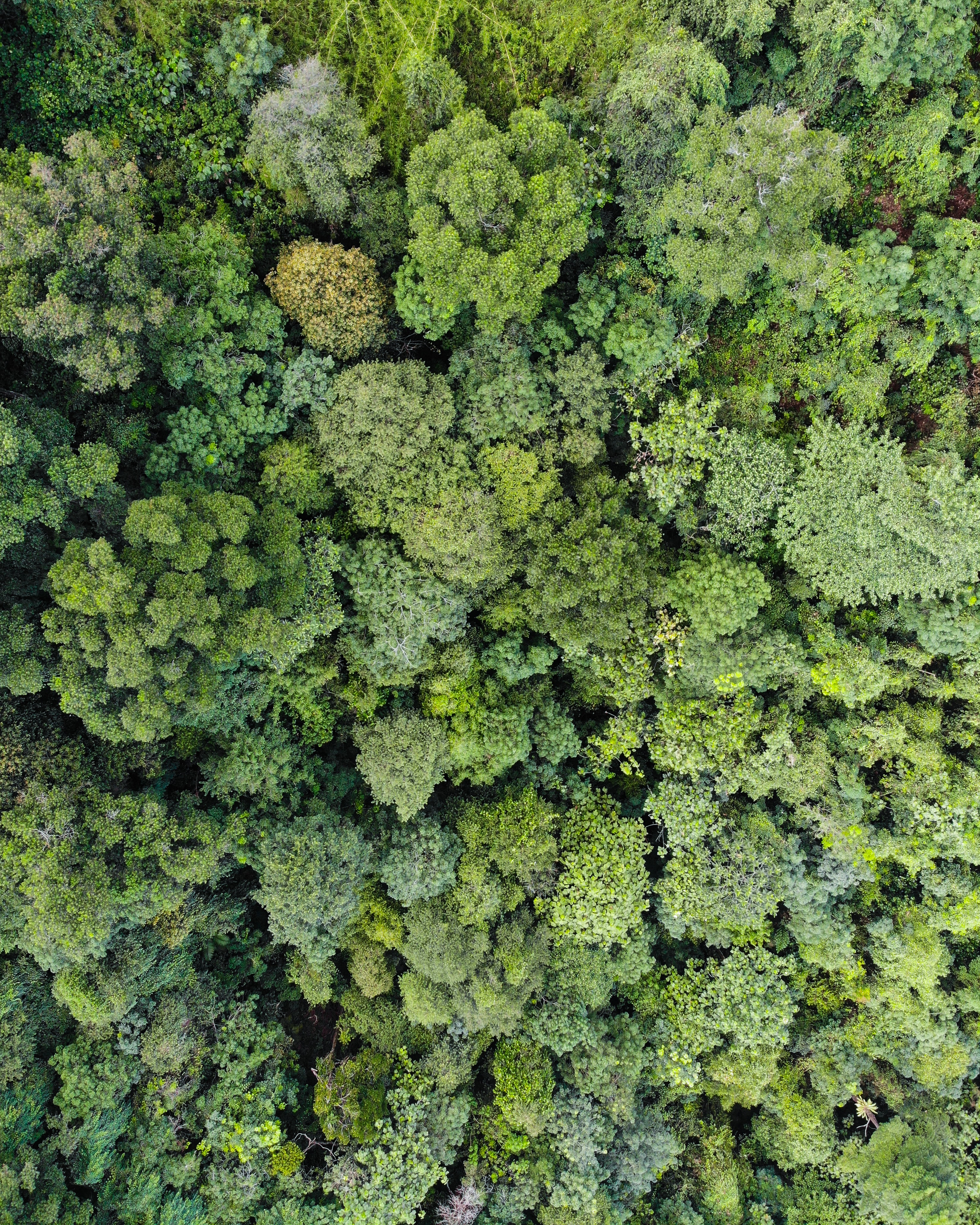 Скачать обои бесплатно Деревья, Вид Сверху, Природа, Зеленый, Лес картинка на рабочий стол ПК