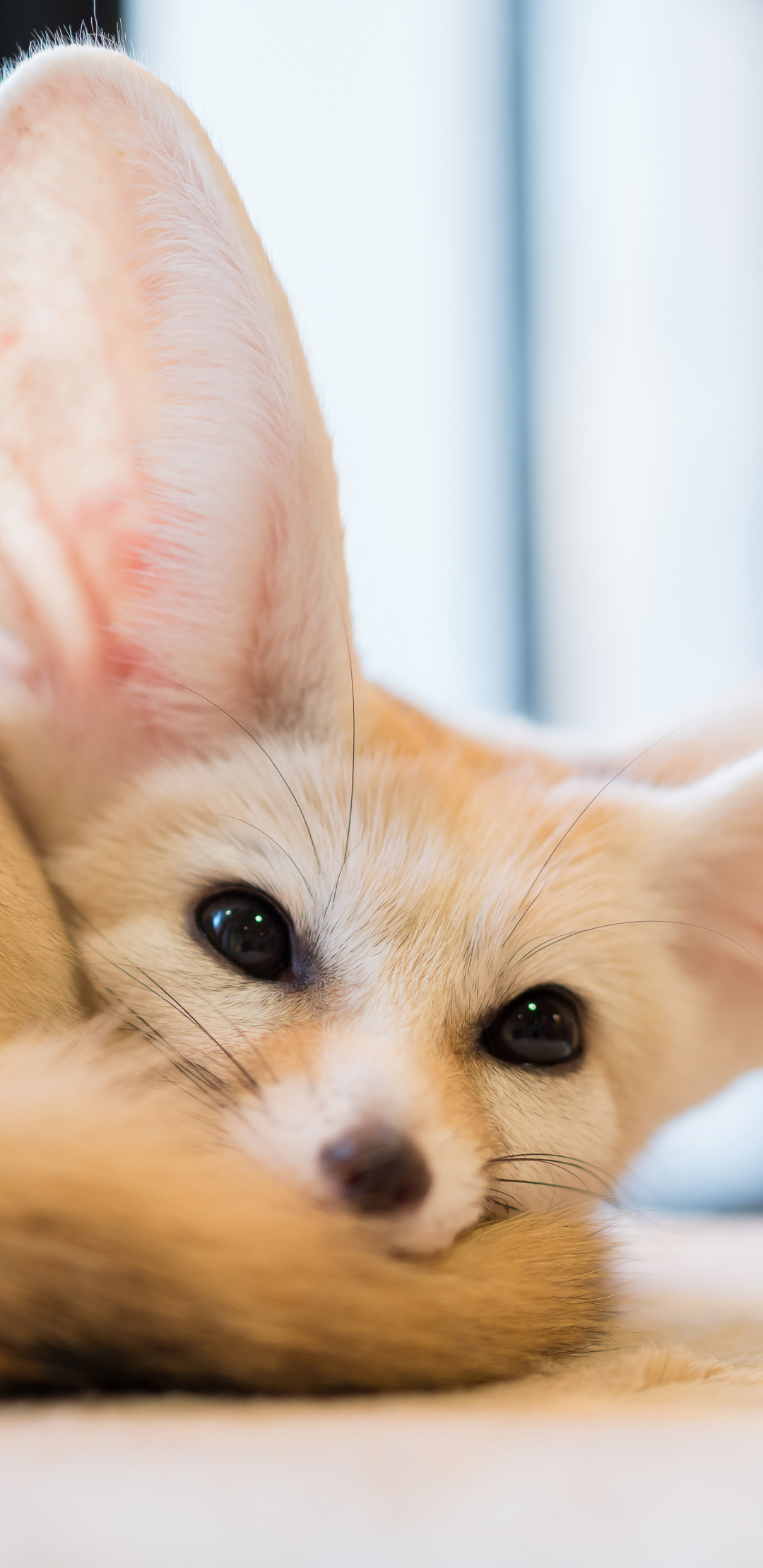 Download mobile wallpaper Animal, Fennec Fox for free.