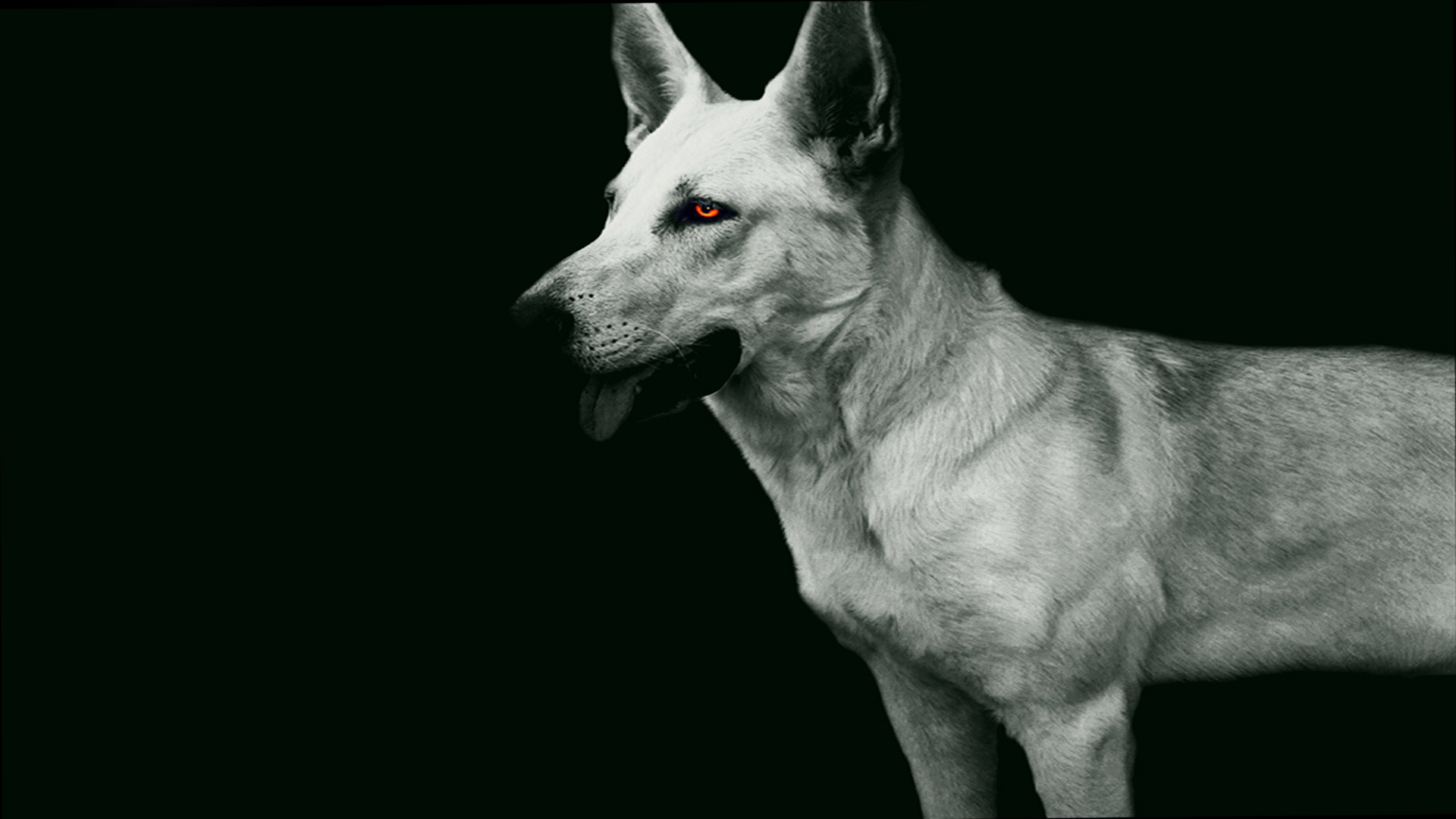 Download mobile wallpaper Dogs, Animal, White Shepherd for free.