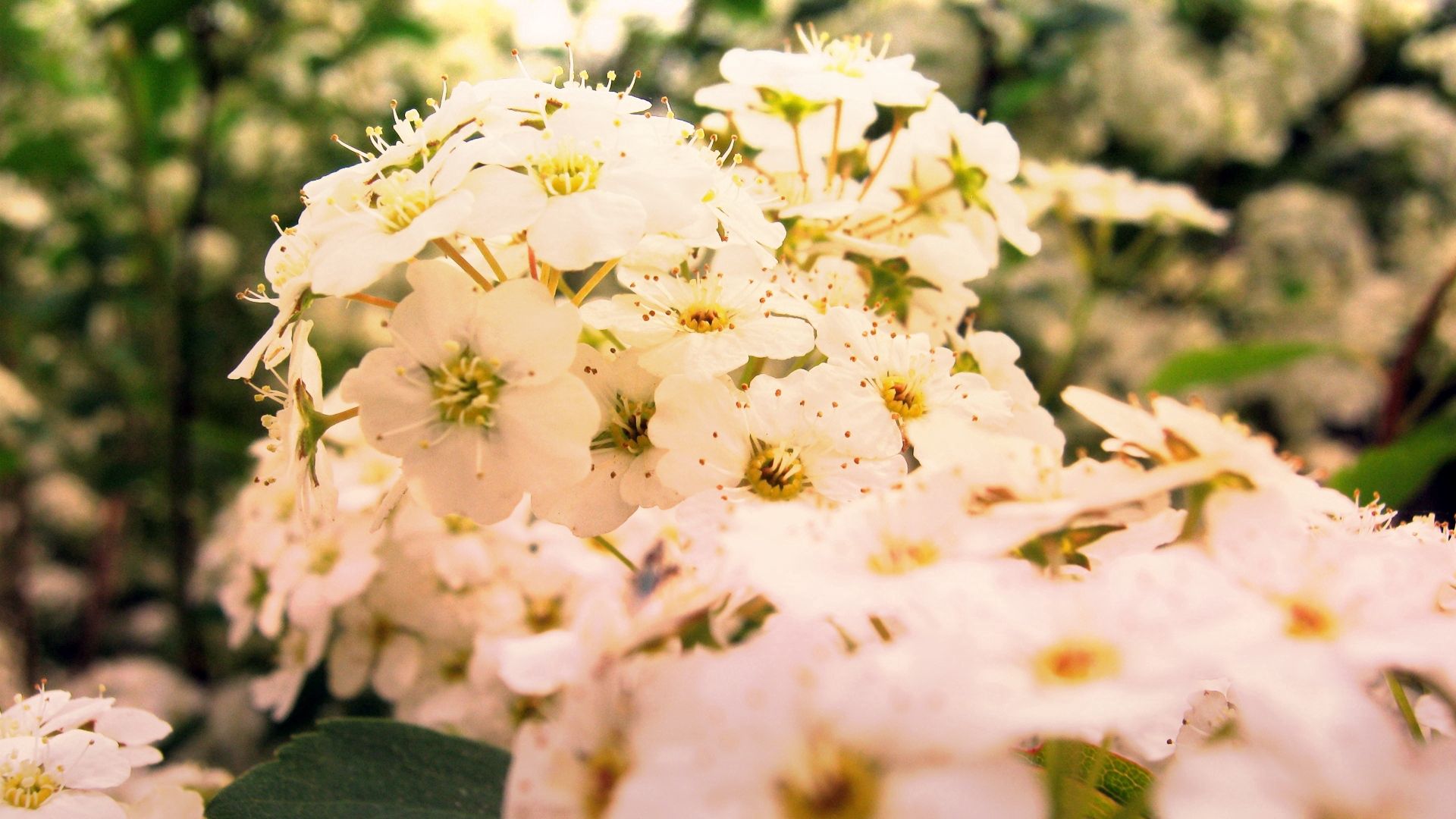 Baixe gratuitamente a imagem Flores, Plantar, Planta, Macro, Florescer, Floração, Primavera na área de trabalho do seu PC