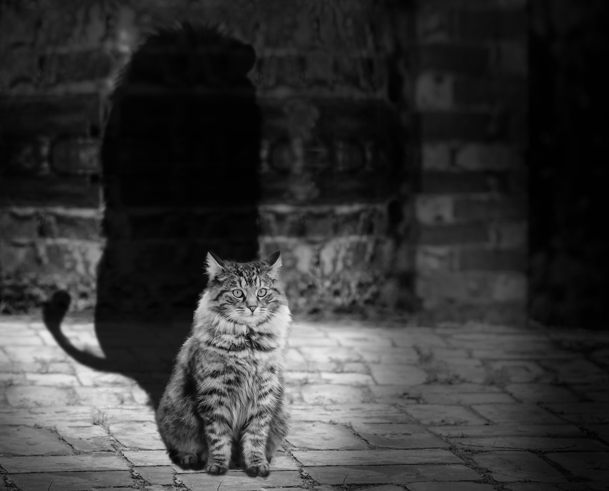 Mobile wallpaper chb, animals, cat, shadow, lion, bw